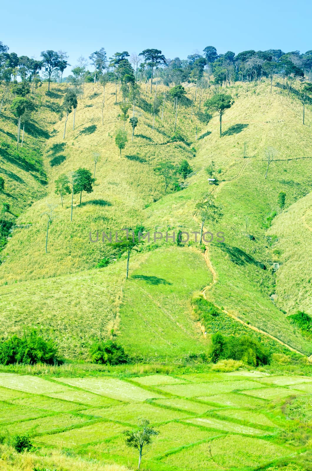 Step Cornfield and Rice Field Landscape by kobfujar