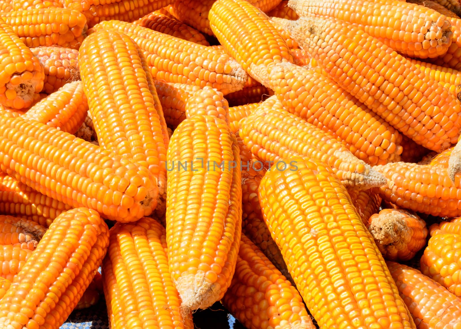 Pile of Corn by kobfujar