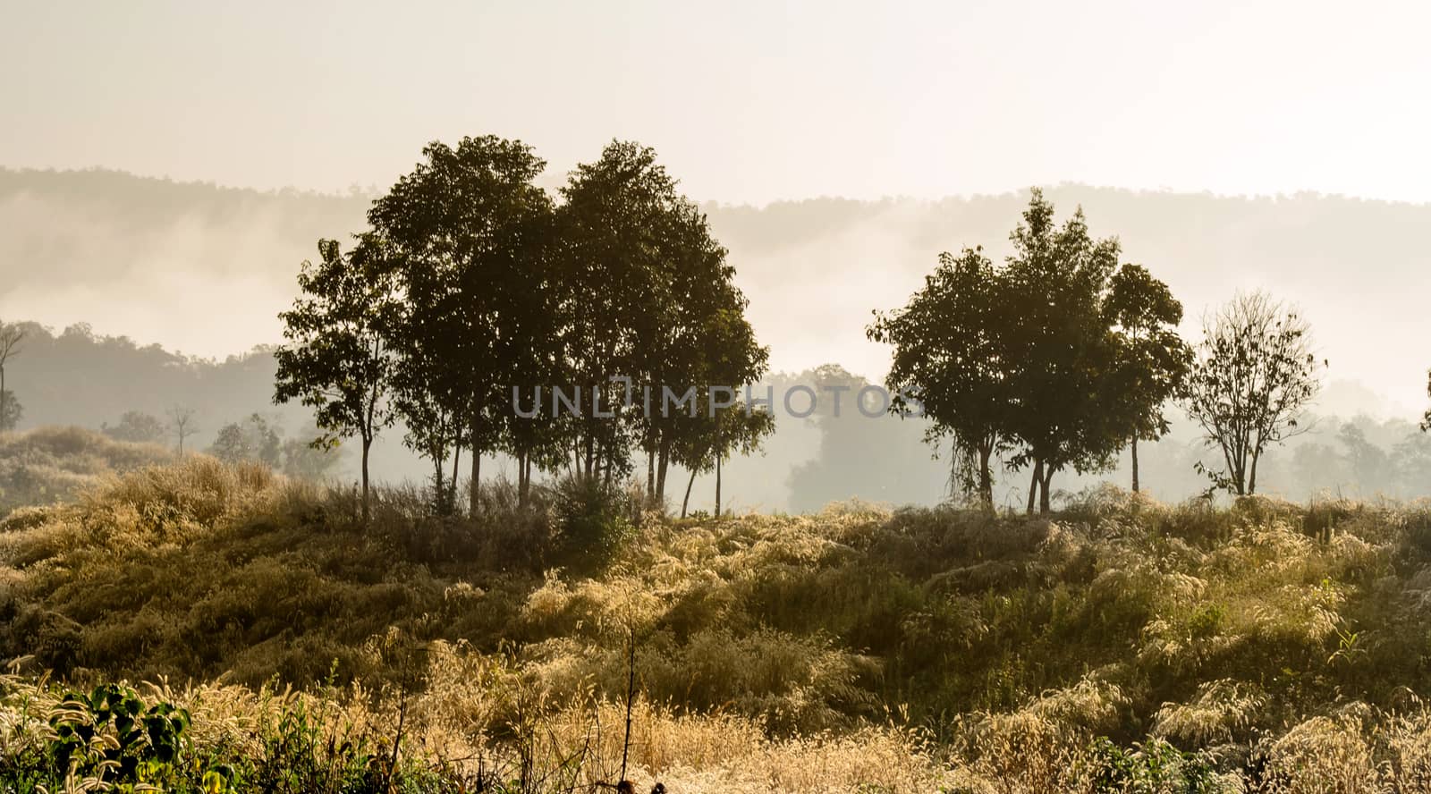 The Mountain Hill in the mist Landscape.