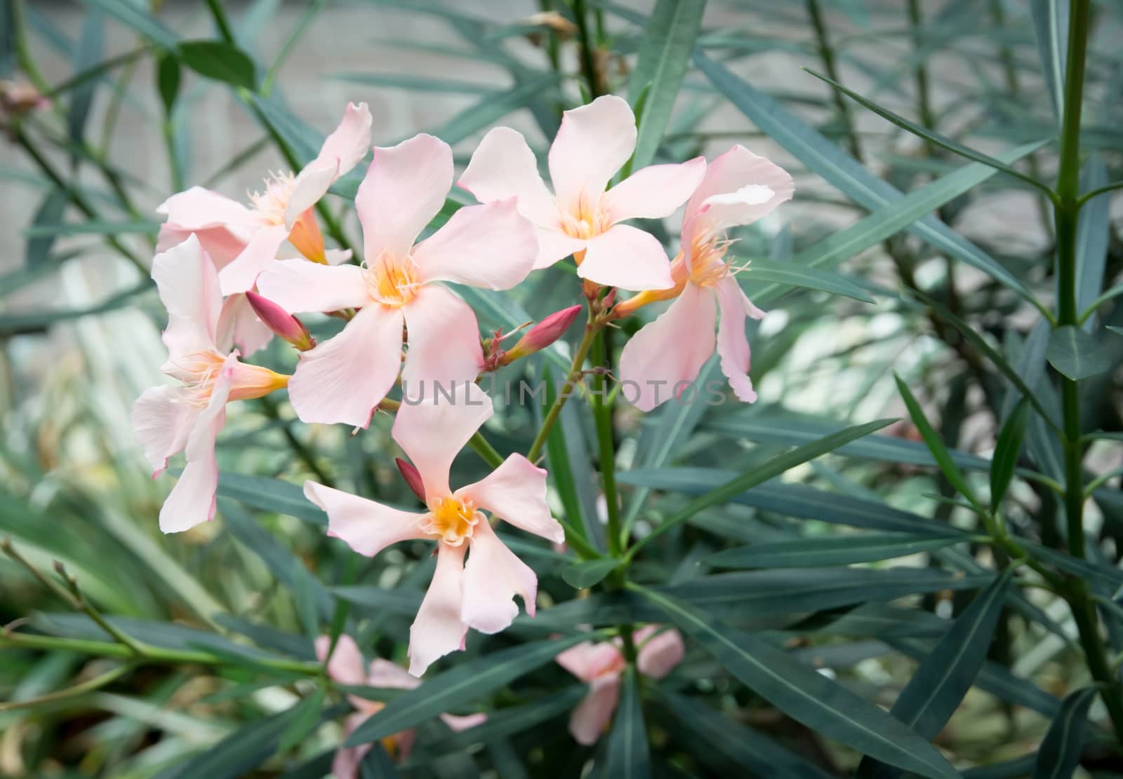 Oleander flowers by ArtesiaWells