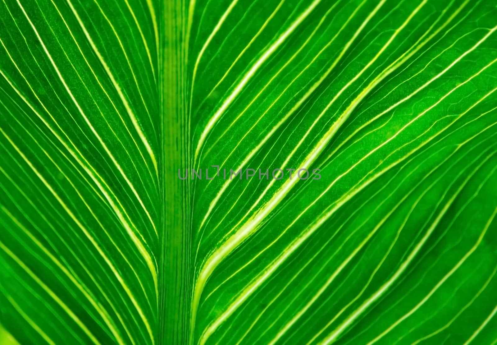 Leaf closeup texture background. Green leaf with veins for background texture.