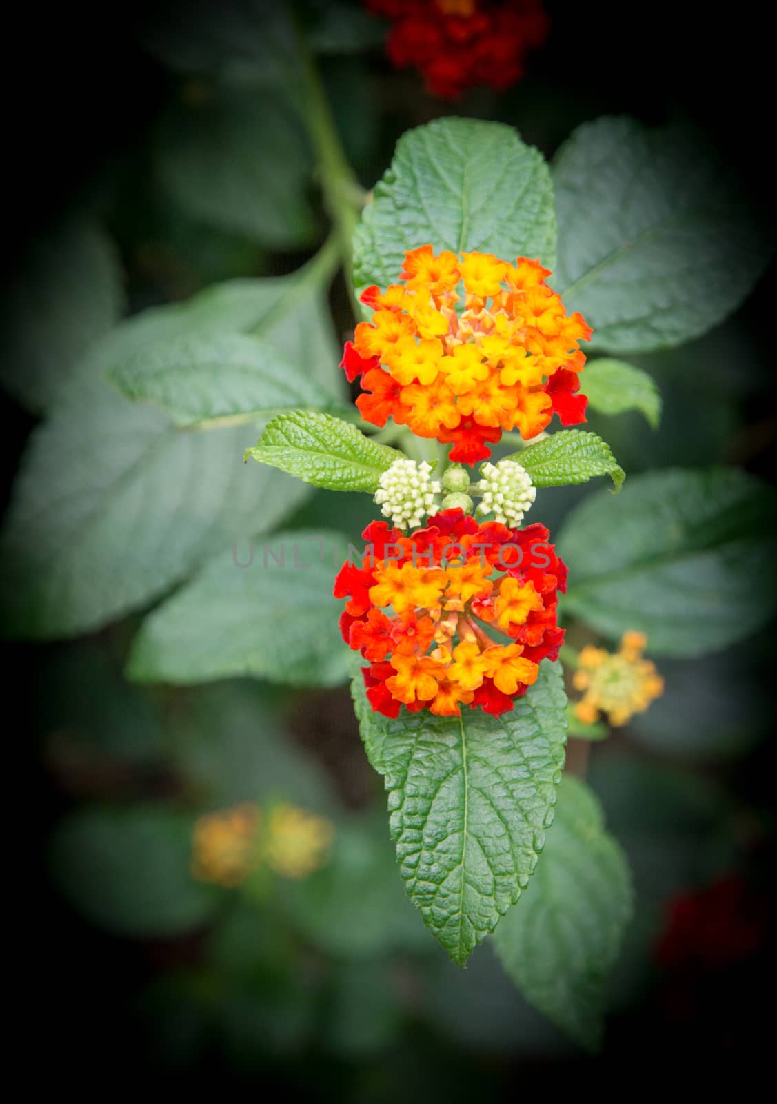 Wild type Spanish Flag verbena by ArtesiaWells