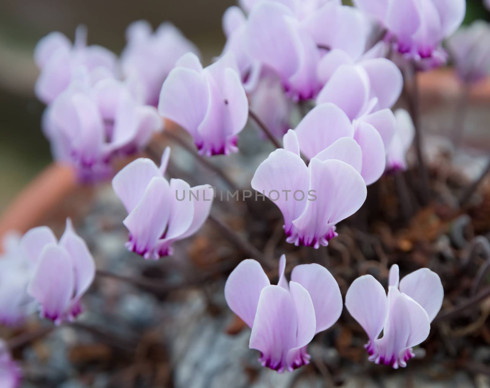 Cyclamen with plenty of little purple flowers in a pot.