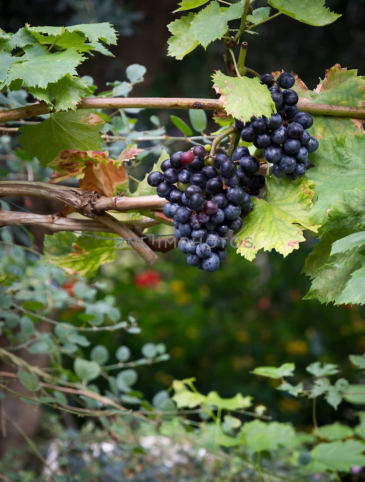 Grapes on vine stock in Mediterranean vineyard in September.