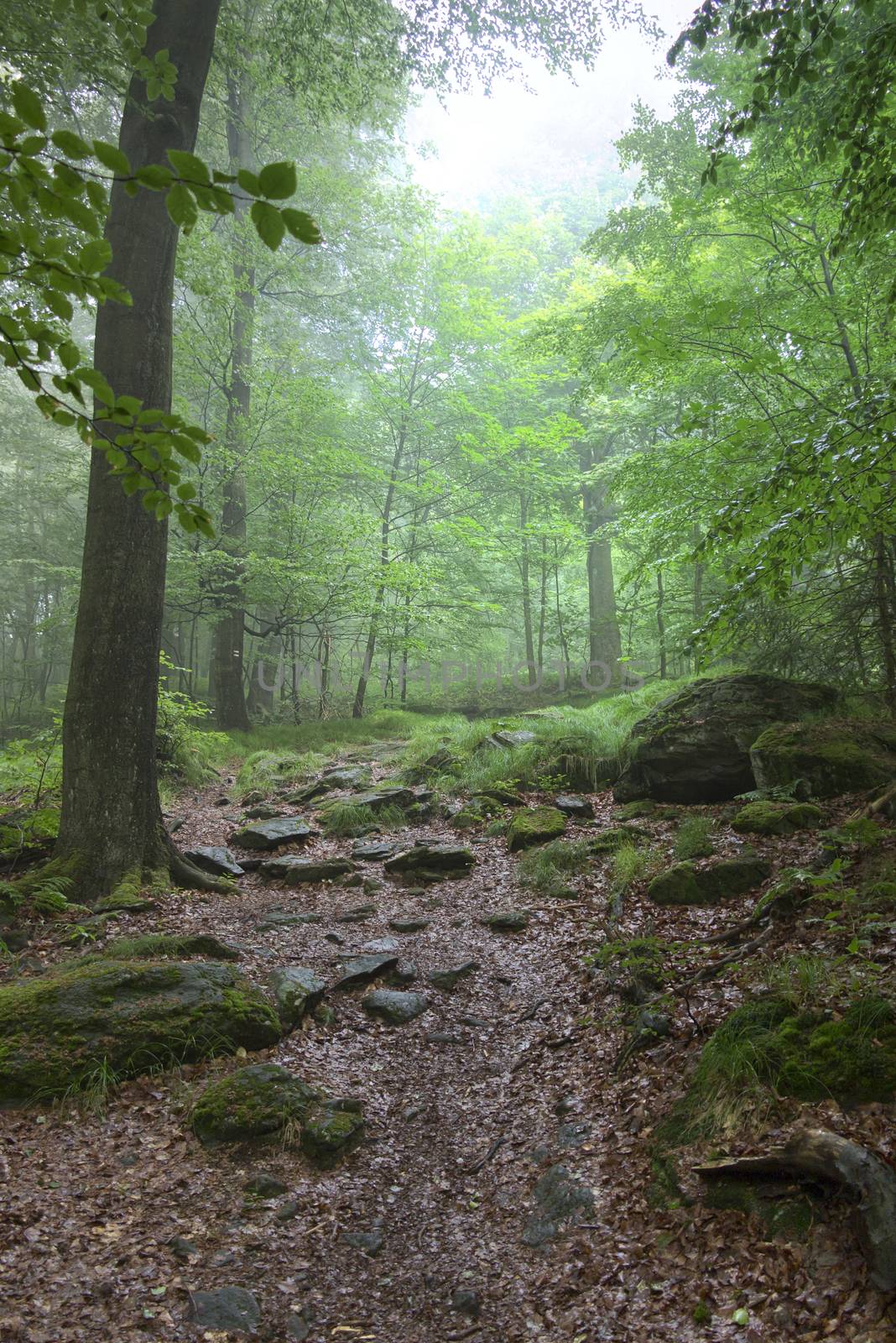 Image of the morning in the deciduous wood - silence of the forest - the mood of a landscape