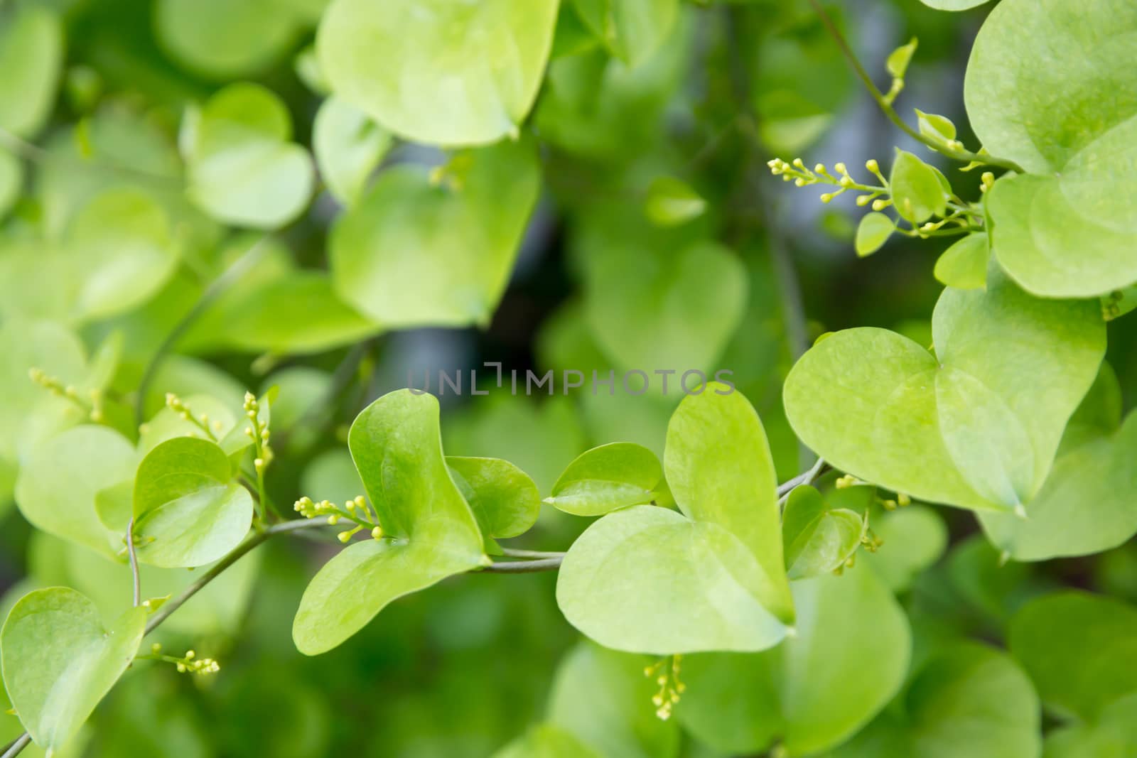 Heart shaped leaves closeup. by ArtesiaWells