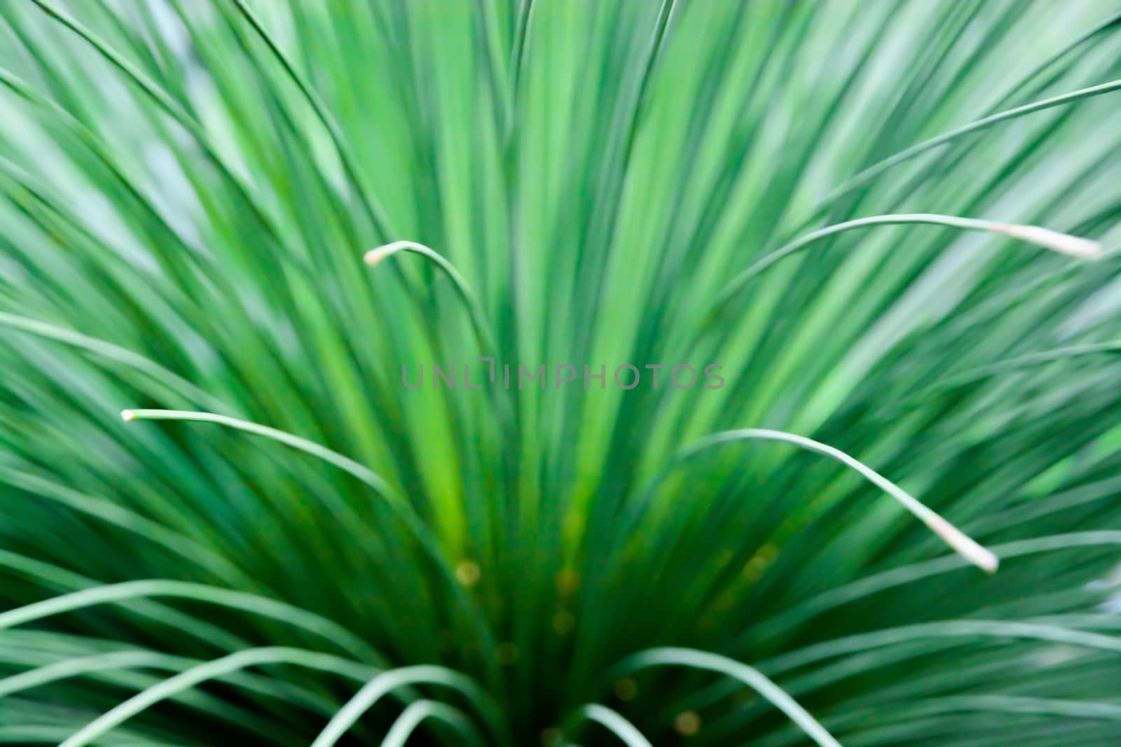 Toothless Sotol, Beargrass, dasylirion quadrangulatum, closeup abstract.