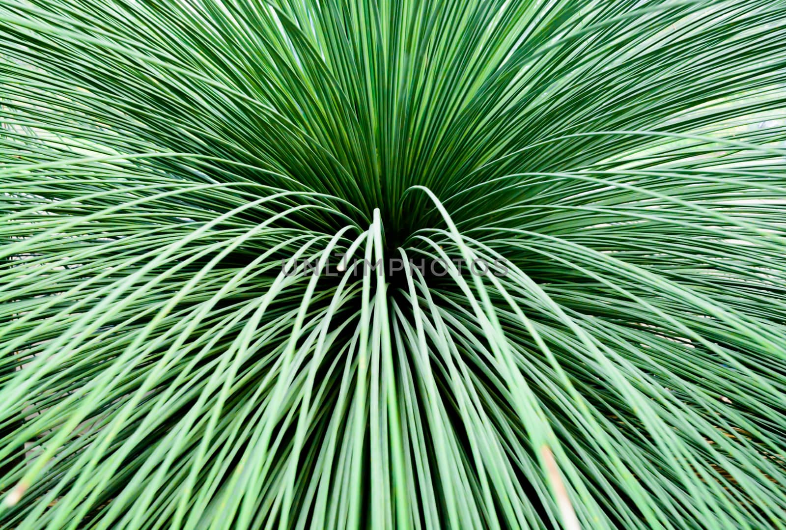 Toothless Sotol, Beargrass, dasylirion quadrangulatum, closeup abstract.