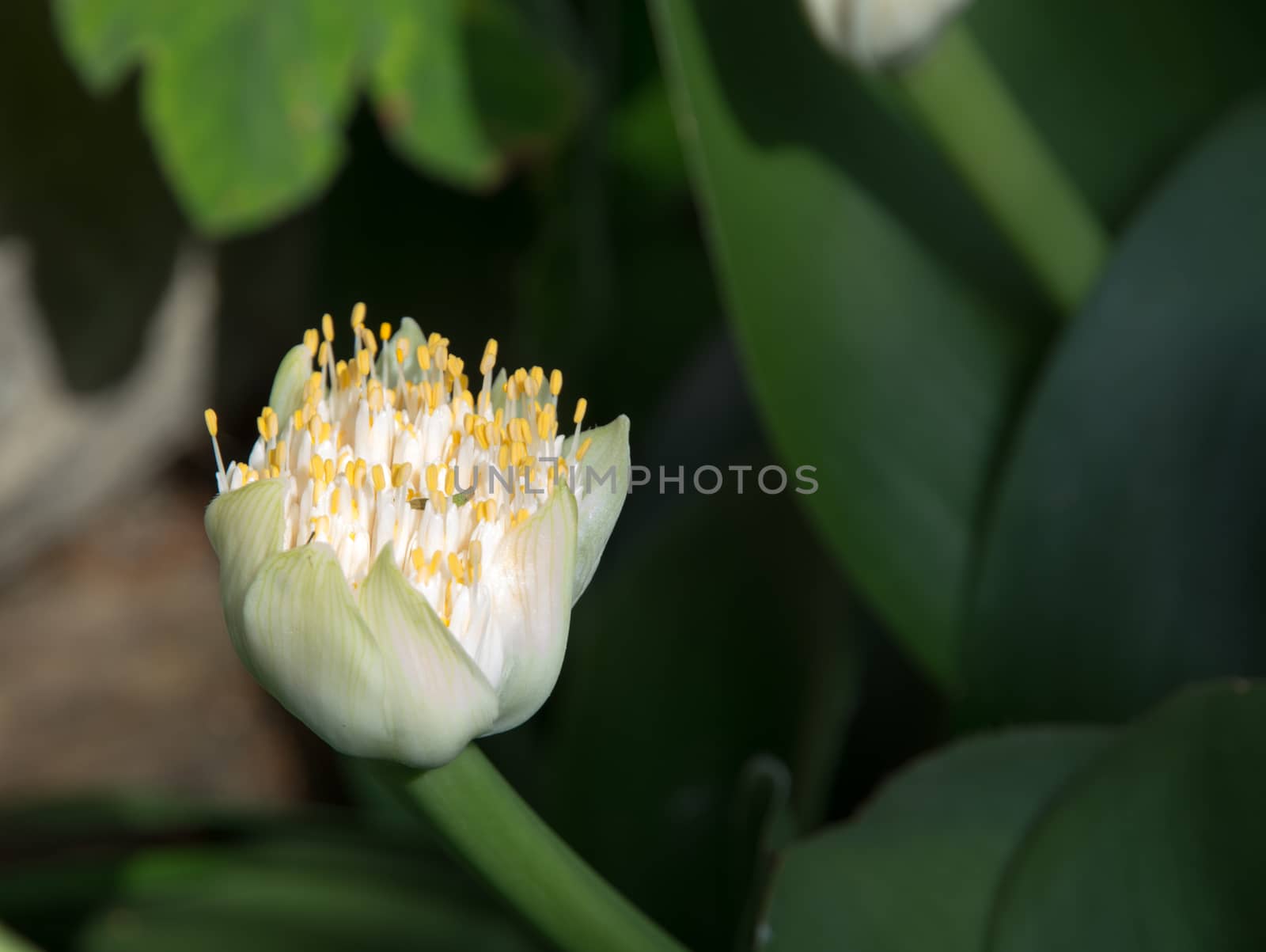 Haemanthus albiflos, Paint Brush, Poeierkwas, flower.