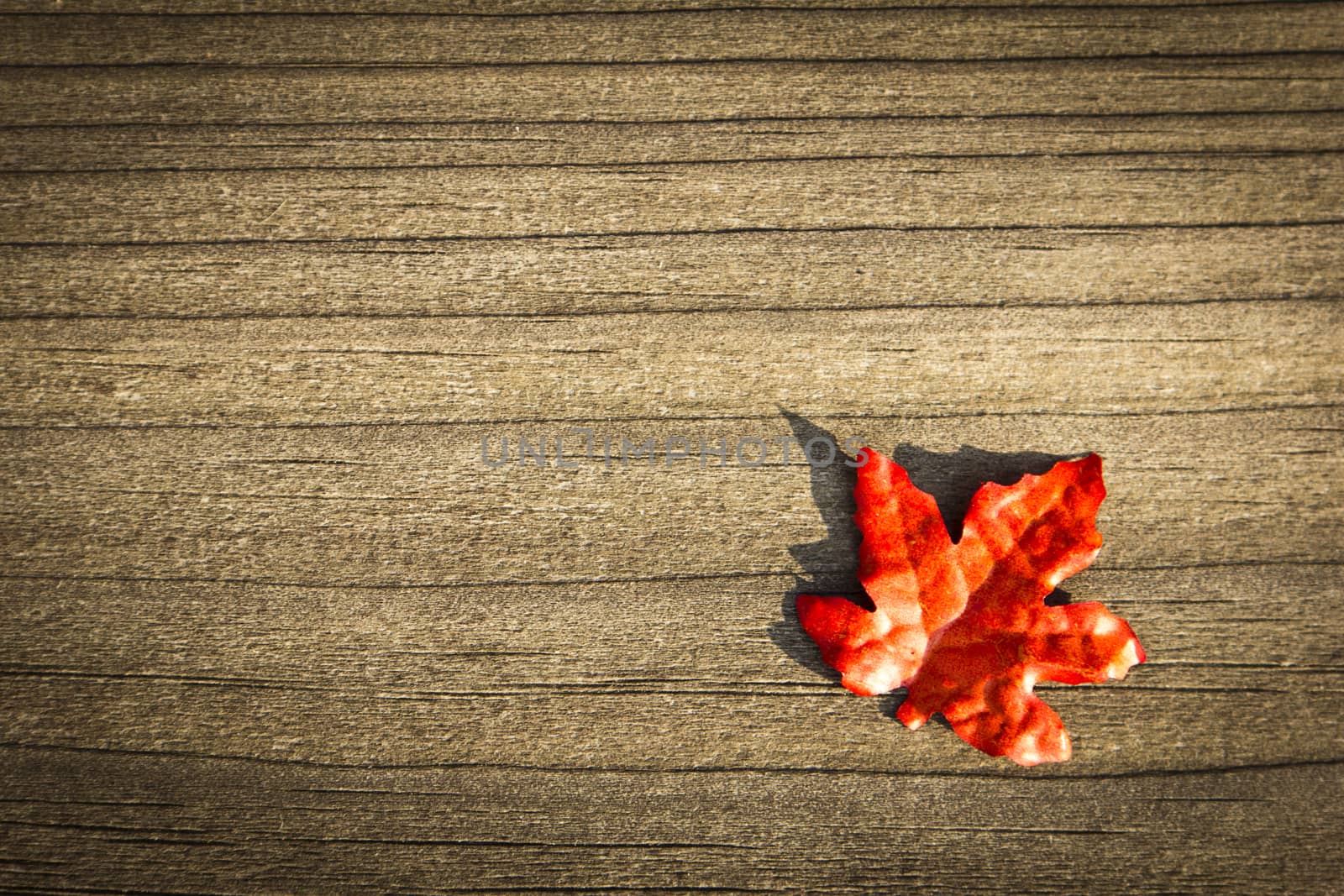 colorful leaves on a rustic wood background 