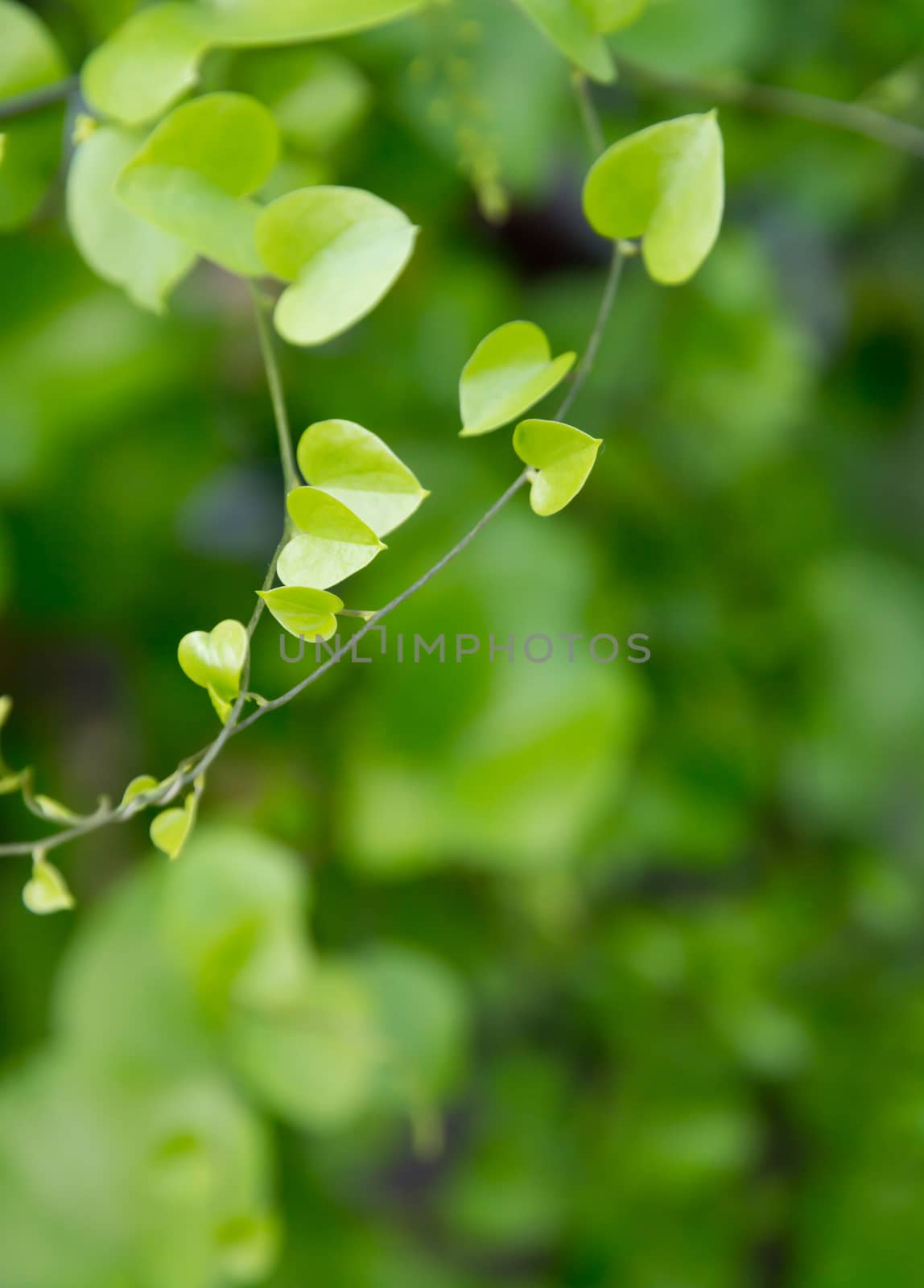 Heart shaped leaves closeup. Vine of heart shaped leaves.