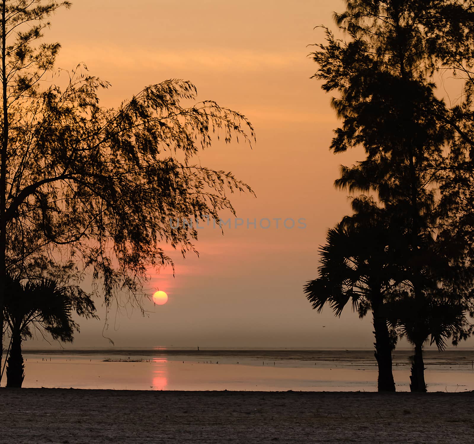 Silhouette Pine Tree and Sunrise on Morning Sea by kobfujar