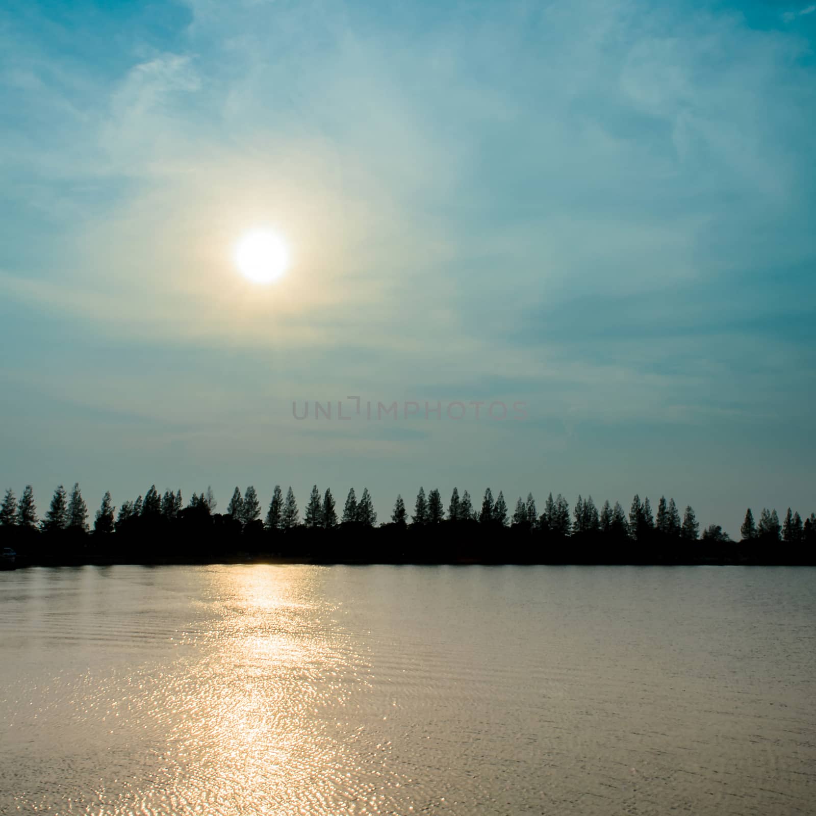 The Silhouette Pine Tree and Reflection Sunbeam on River.