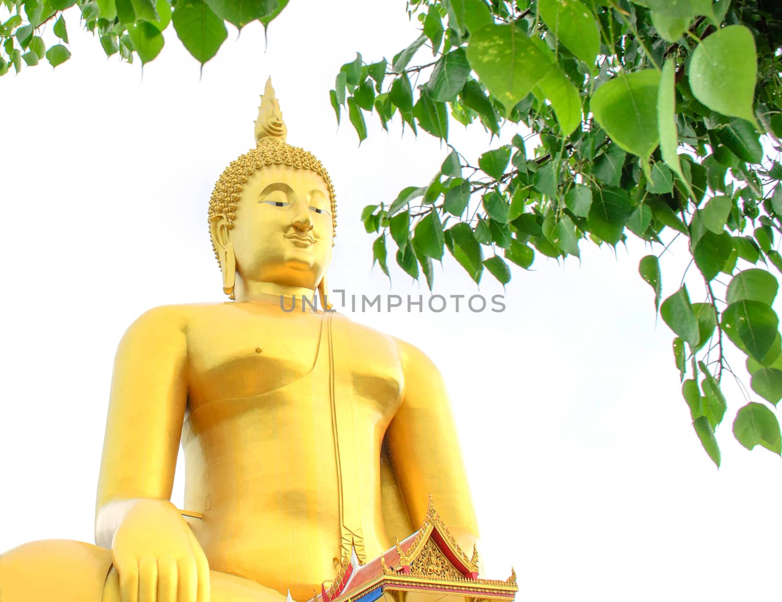 The Golden Seated Buddha Image and Pipal leaf on White Background.