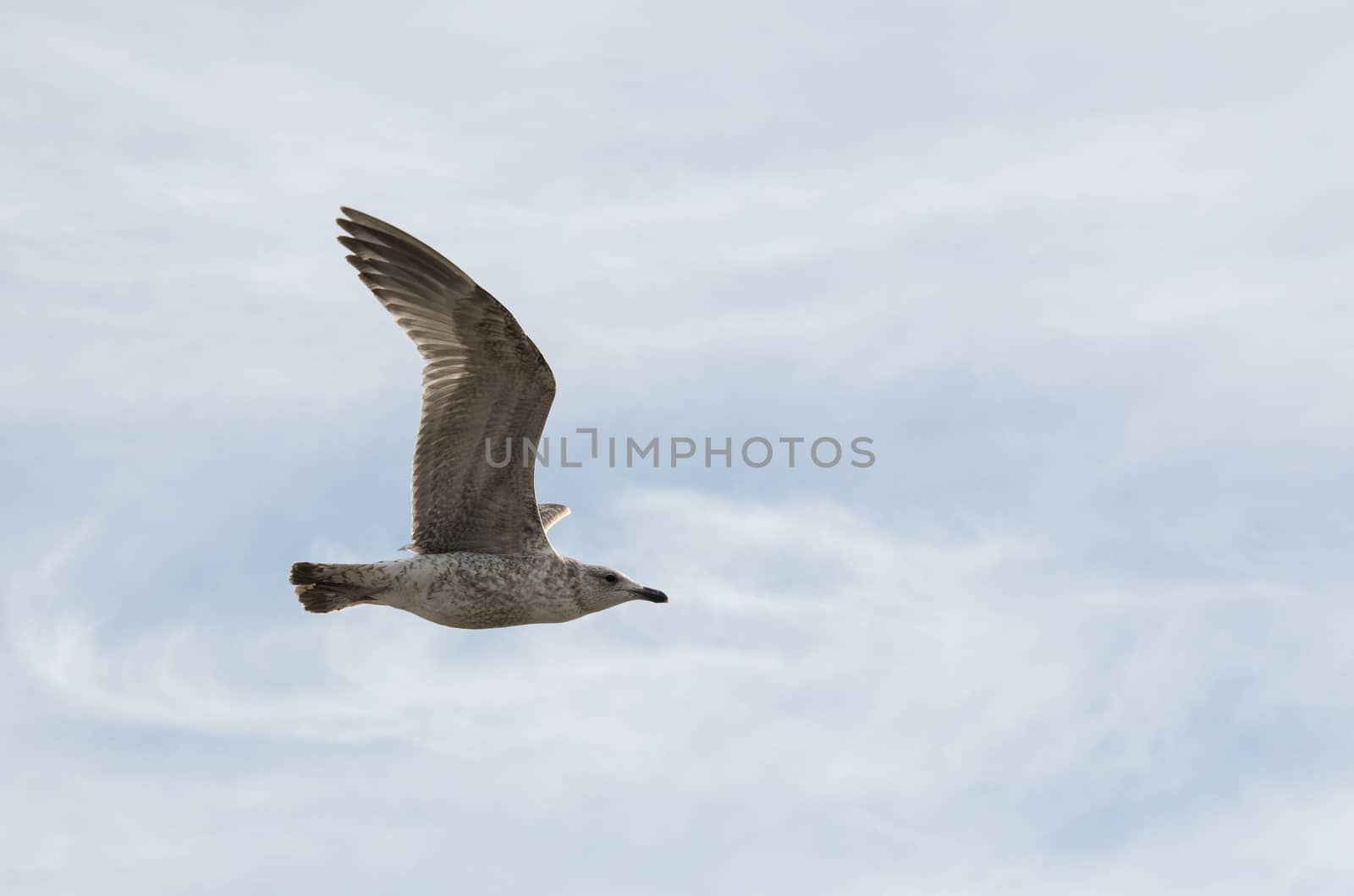 young gull bird flying in the blue cloudy sky