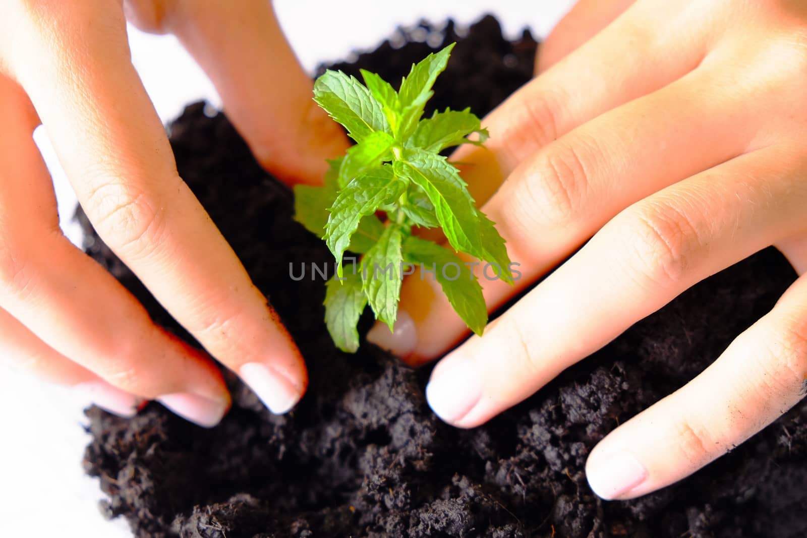 Hands growing and taking care for a young plant