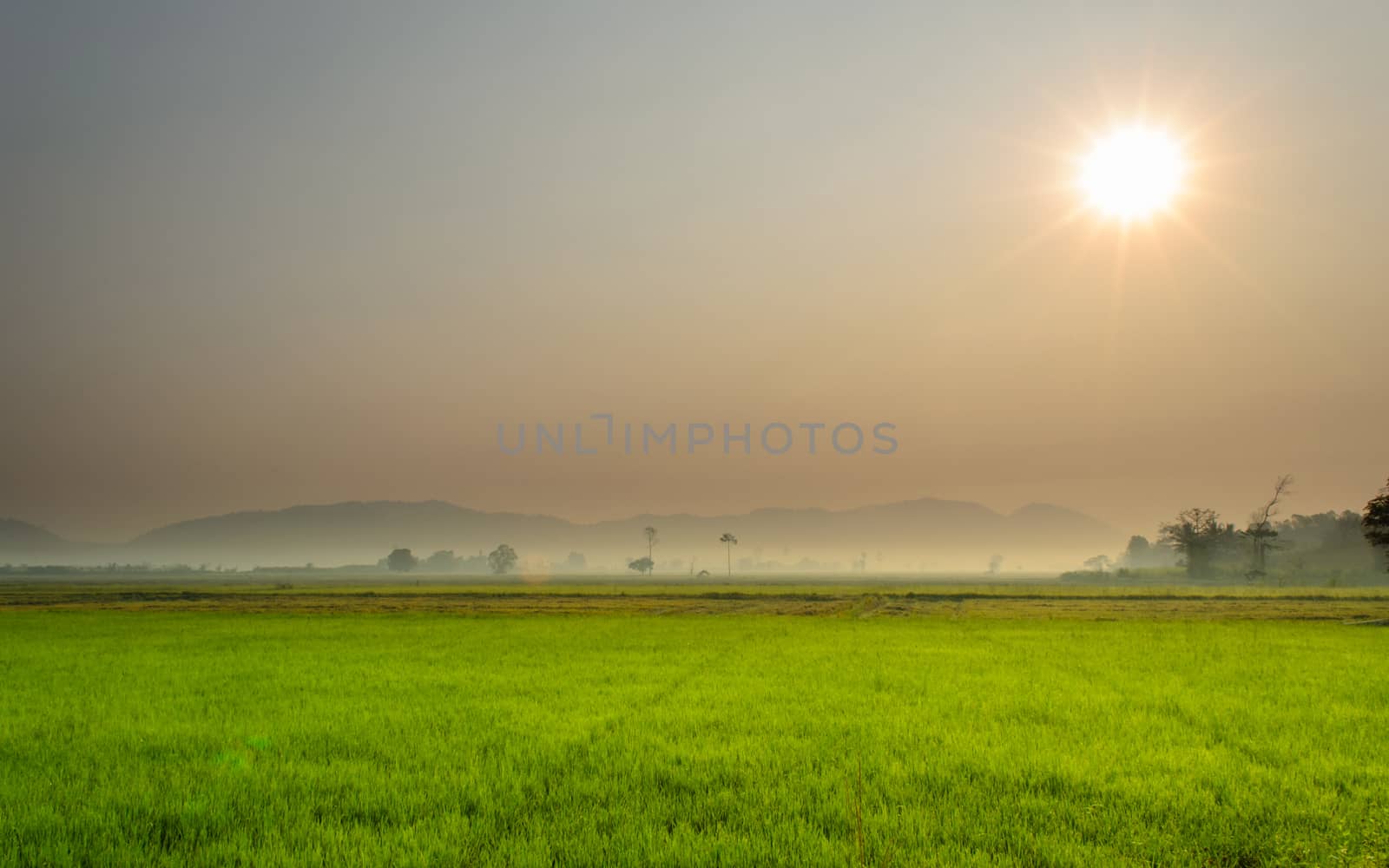 The Landscape of Rice Field and Sunrise Dawn.