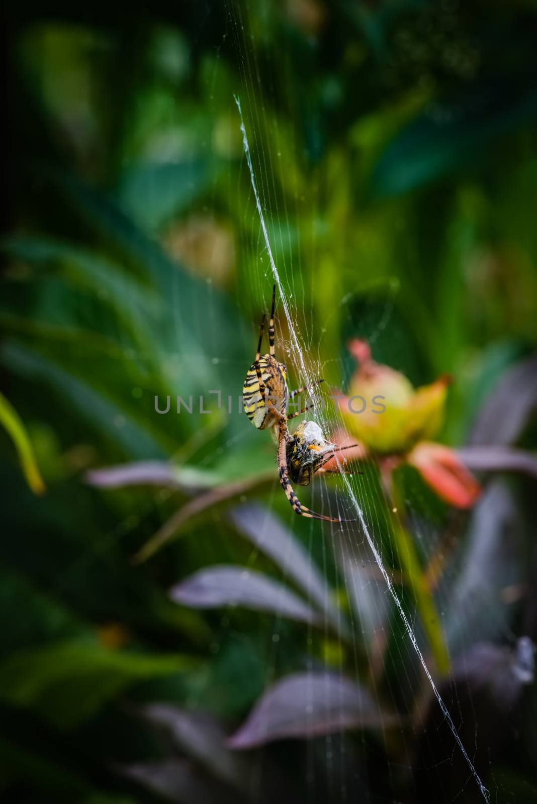 wasp spider eating bee on web by Nanisimova