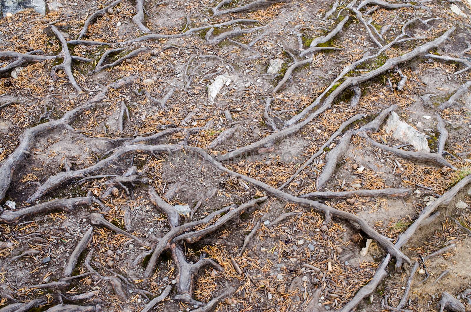 Tree roots on rocky ground