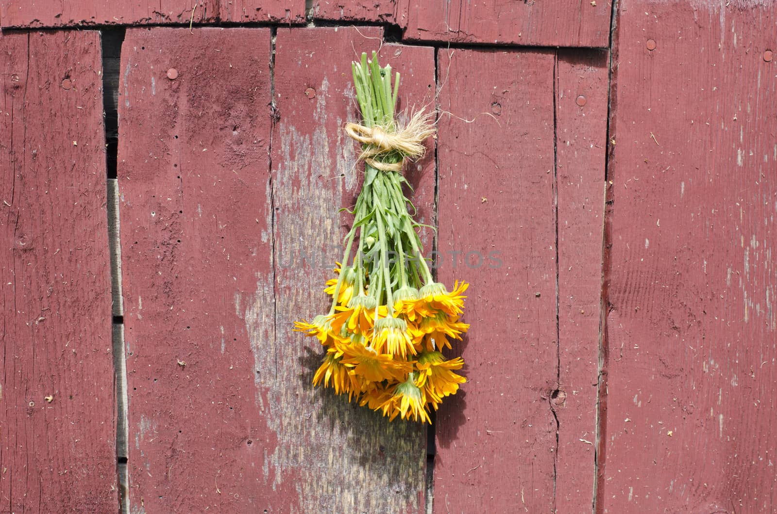 fresh medical calendula marigold flower bunch on old barn wooden wall