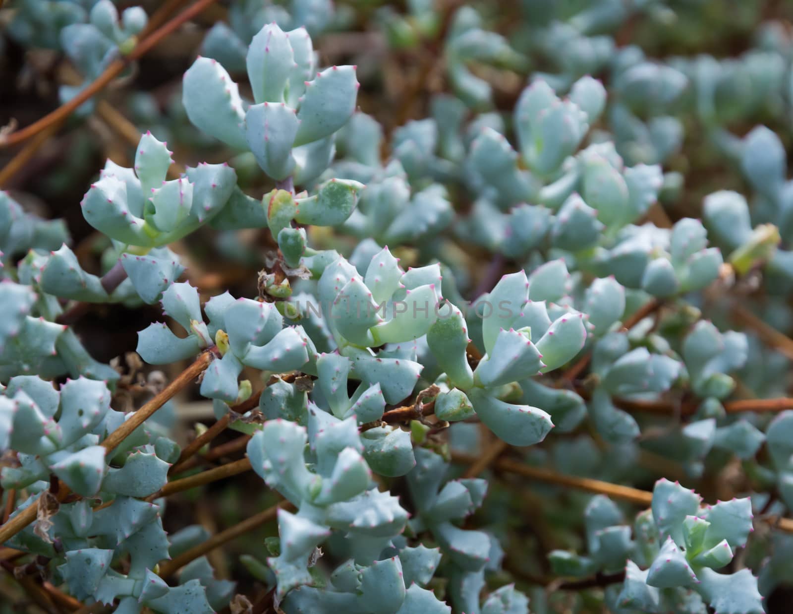 Oscularia deltoides, Lampranthus Multiradiatus or a common name" Wedgewood". Name has been changed recently to Pink Ice Plant.