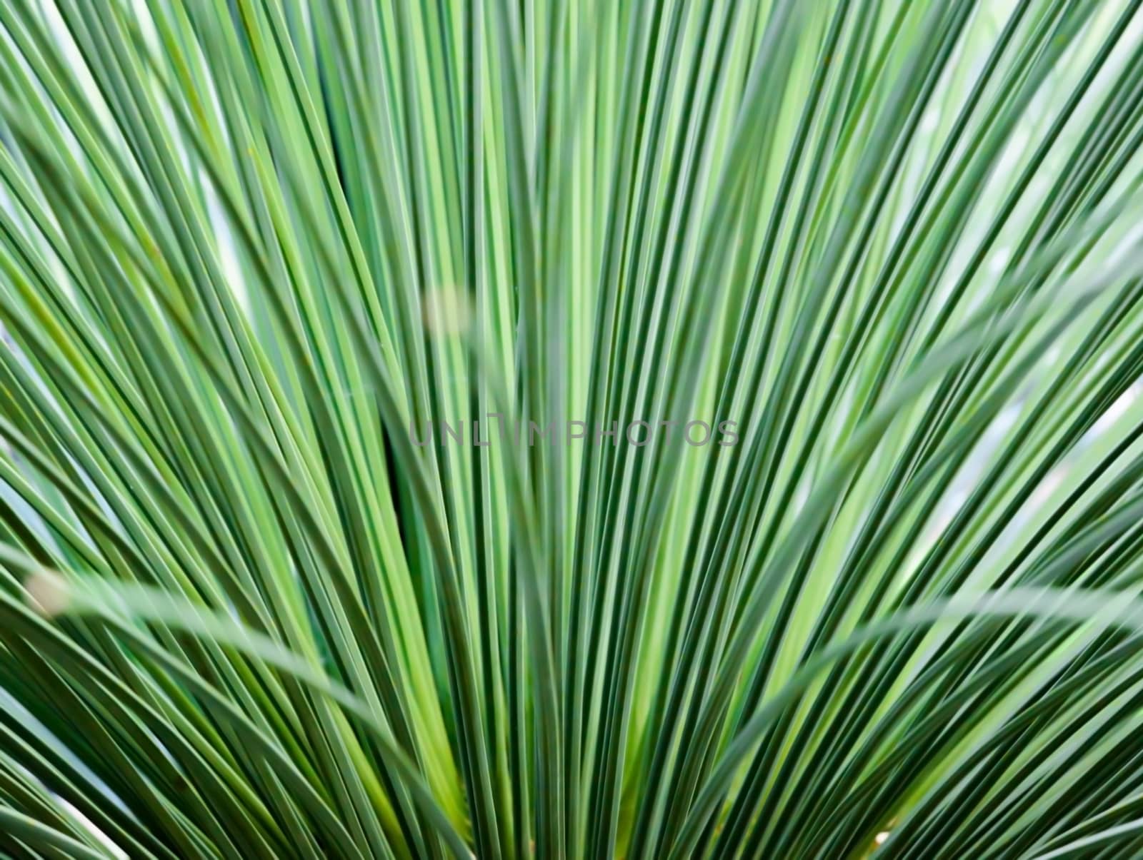 Toothless Sotol, Beargrass, dasylirion quadrangulatum, closeup abstract.