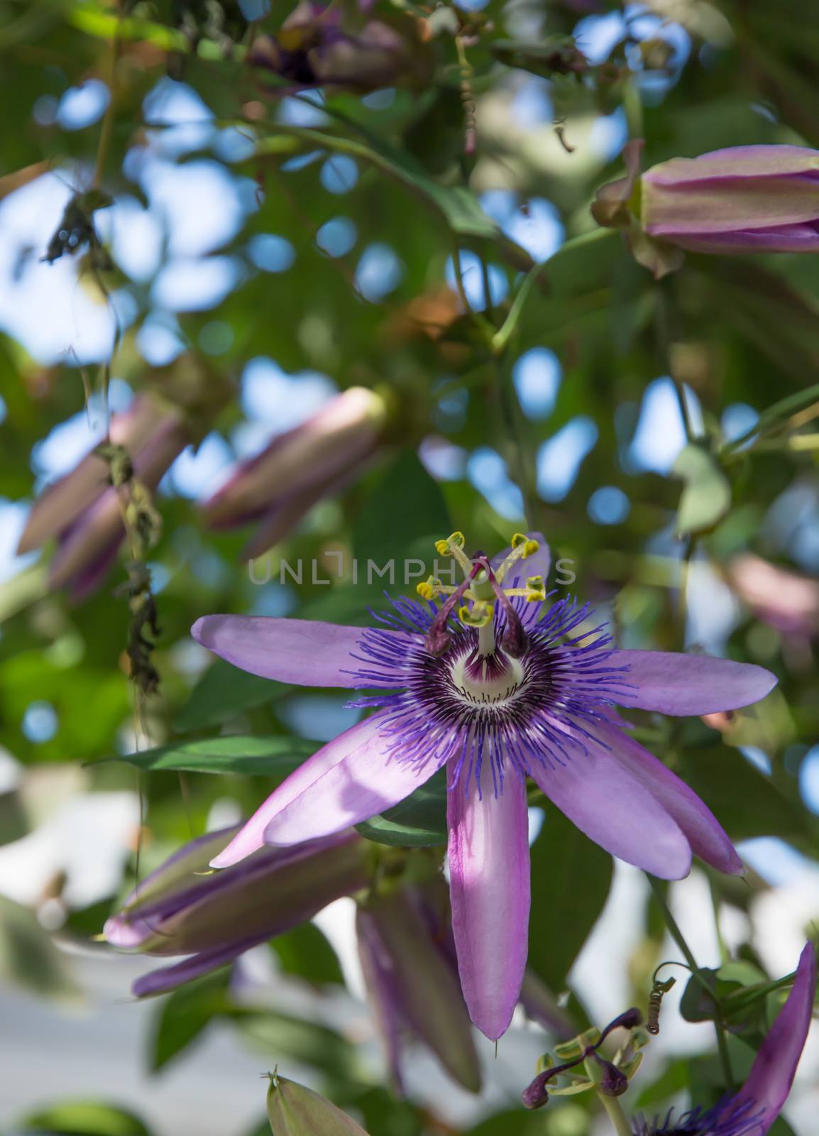 Passionvine flower closeup Passiflora Incarnata.