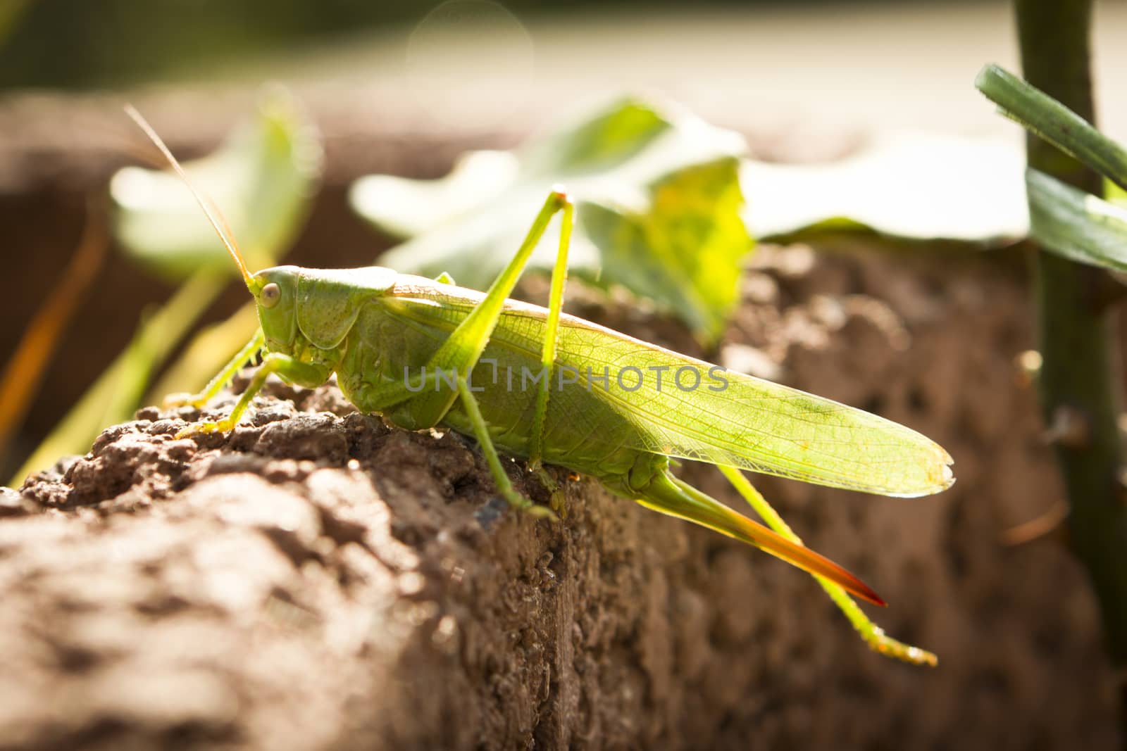 grasshopper by Tomjac1980