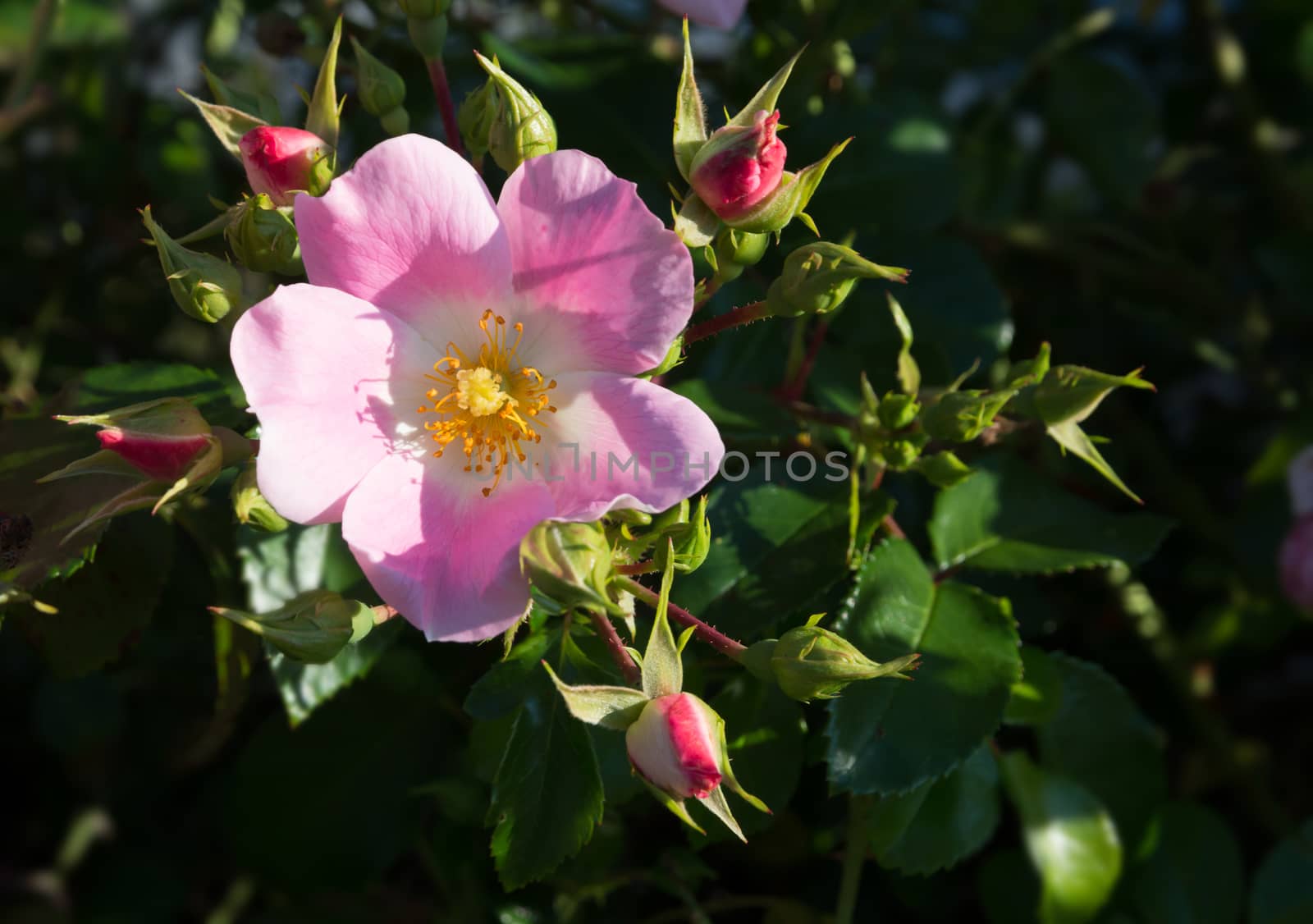Wild rose. Pink Rosa rugosa or Dog rose closeup  in September garden.