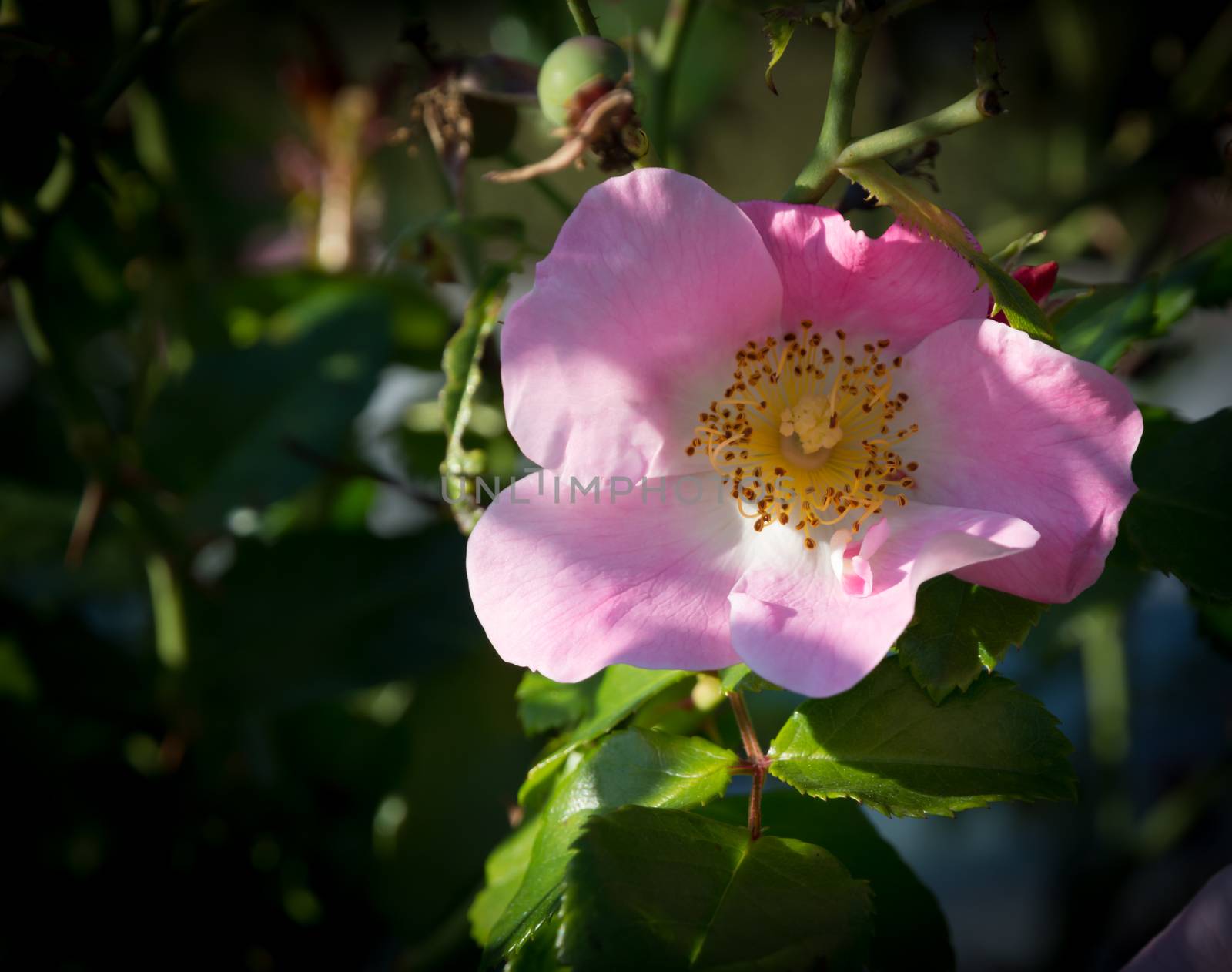 Wild rose. Pink Rosa rugosa or Dog rose closeup  in September garden.