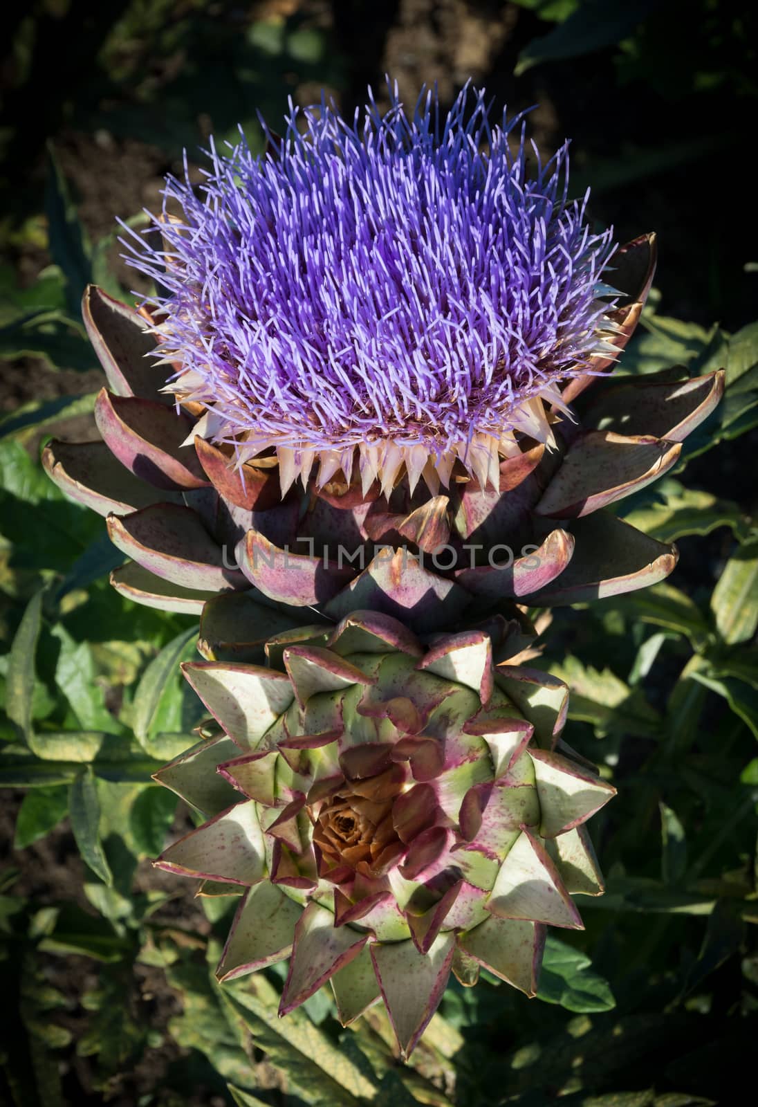 Artichoke flower, cynara cardunculus, purple blossom in September.