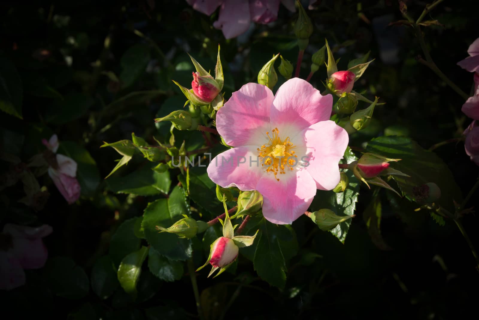 Wild rose. Pink Rosa rugosa or Dog rose closeup  in September garden.