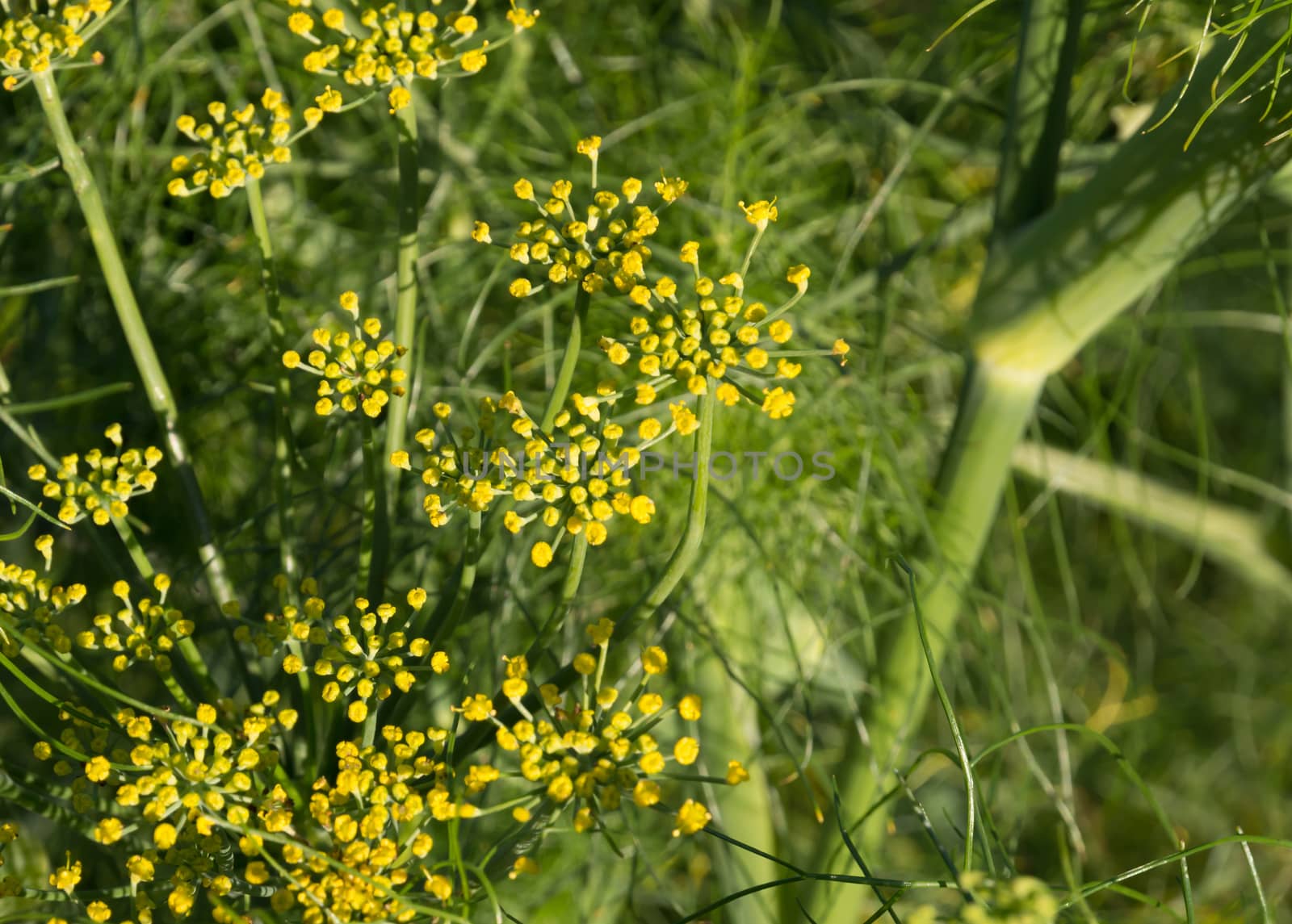 Dill closeup, Anethum graveolens, ripe in September.