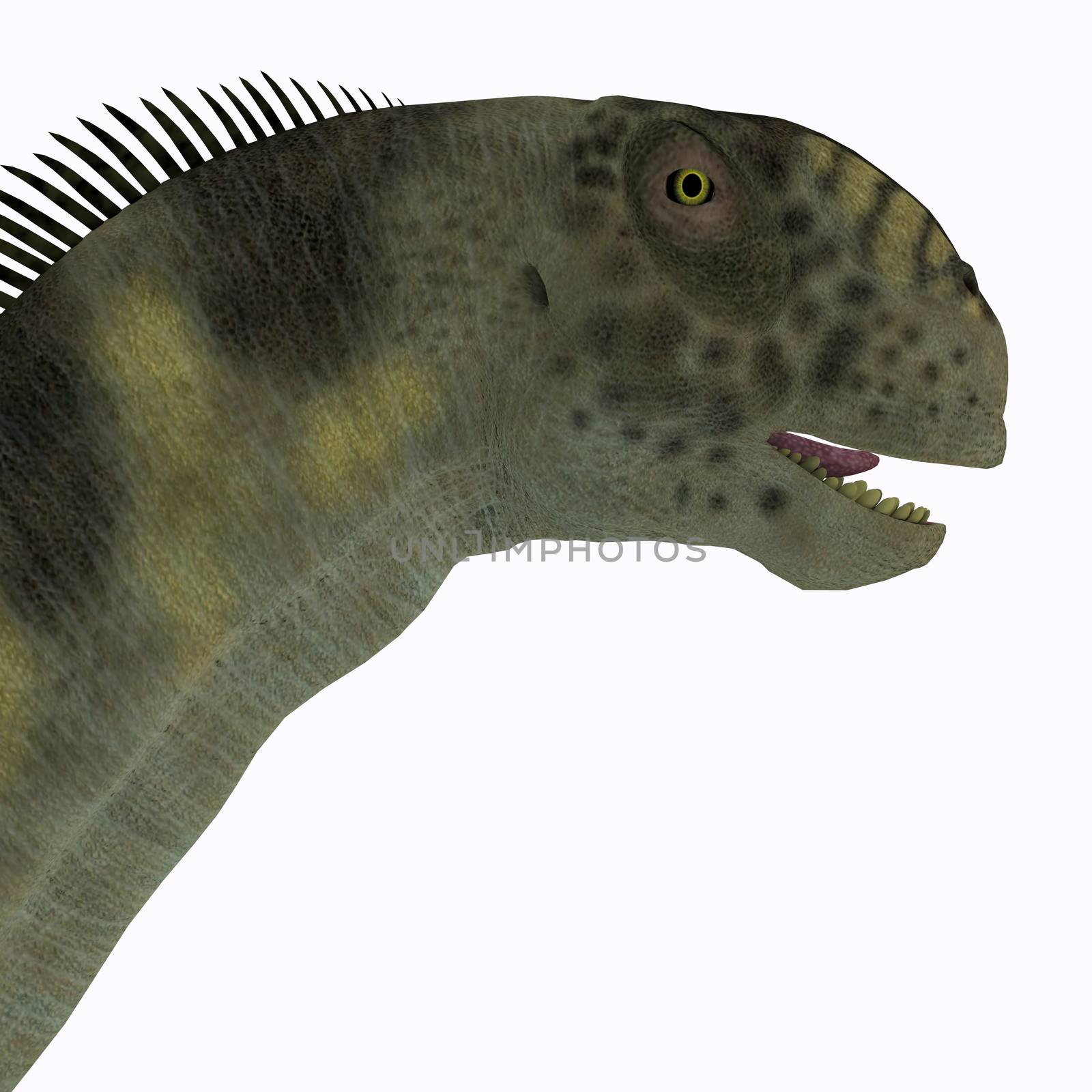 Camarasaurus was a herbivorous sauropod dinosaur that lived during the Jurassic Era of North America.