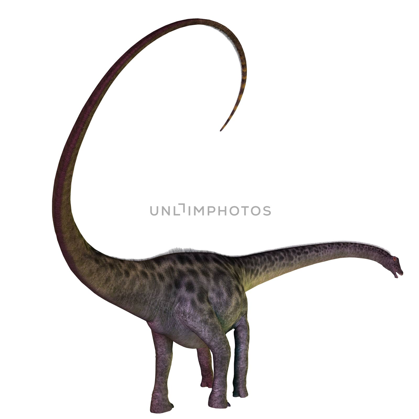 Diplodocus on White by Catmando