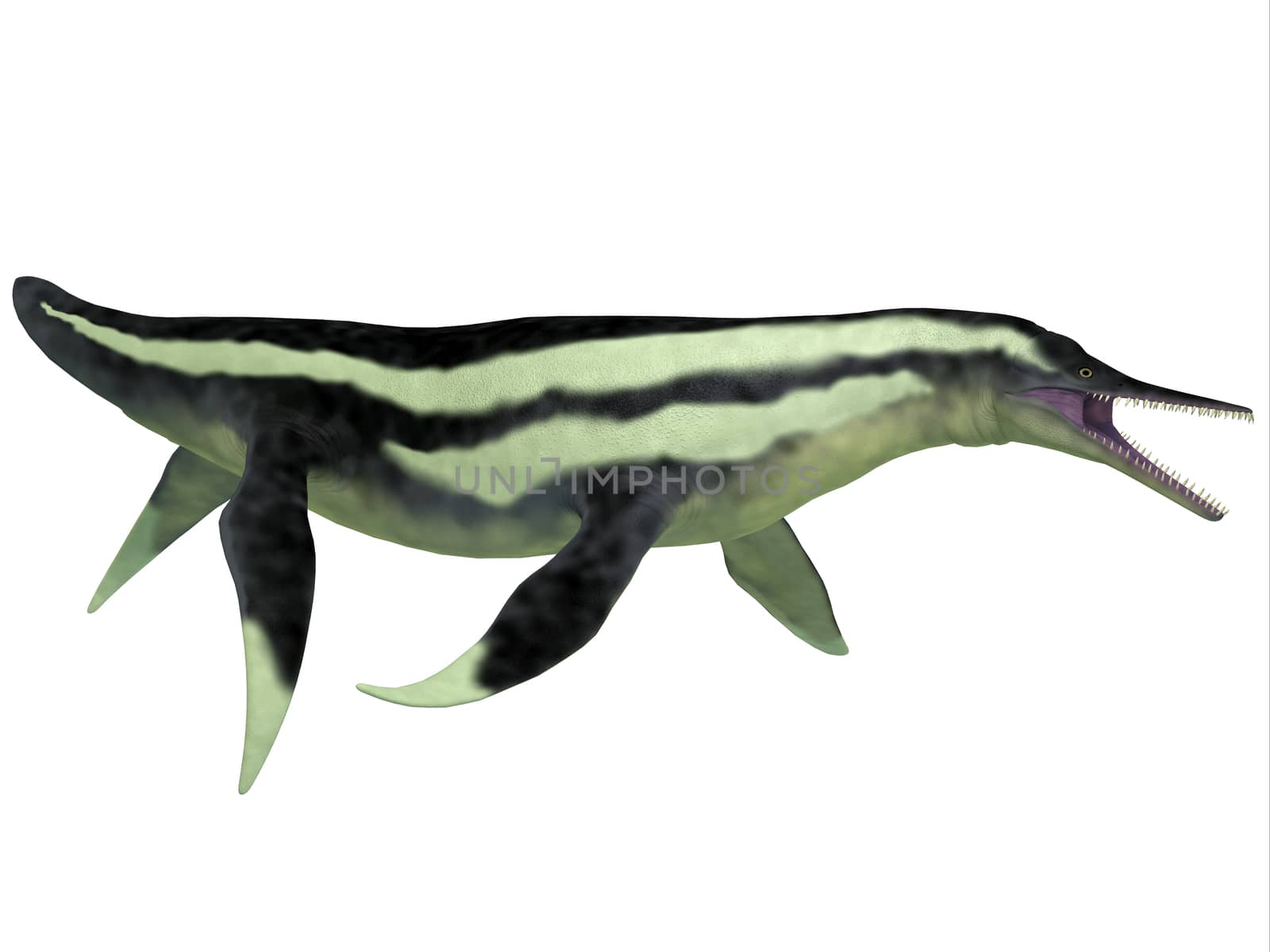 Dolichorhynchops Plesiosaur on White by Catmando