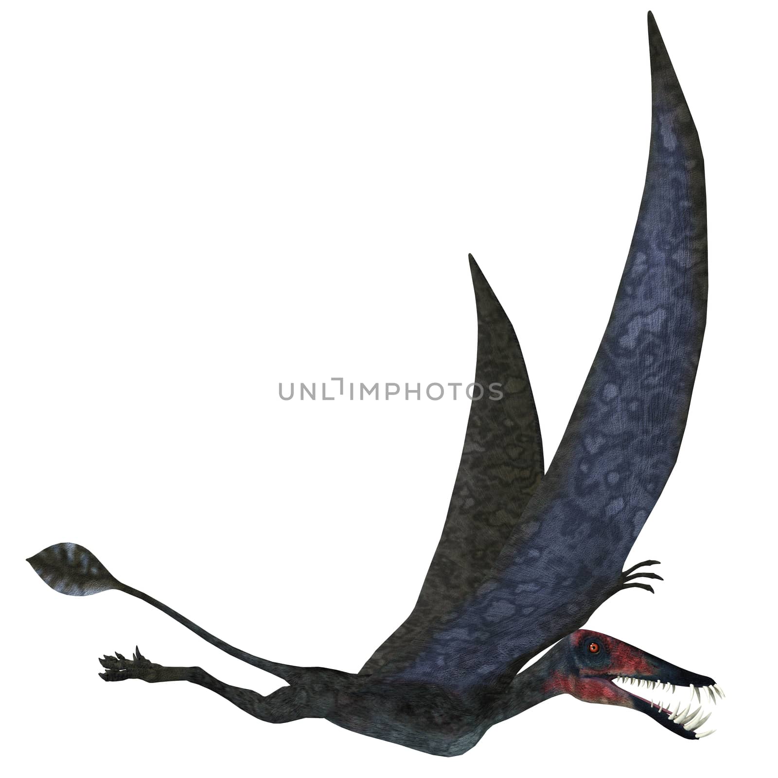 Dorygnathus Pterosaur over White by Catmando