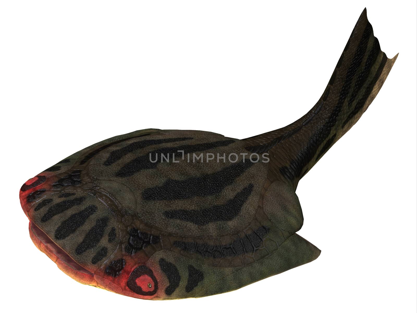 Drepanaspis is an extinct primitive jawless fish in the Devonian Period of Germany.