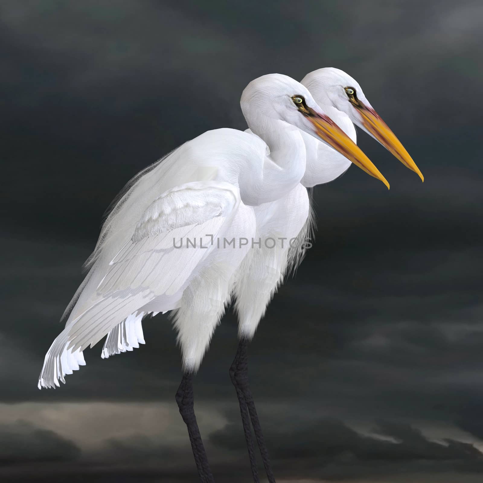 Great Egret by Catmando