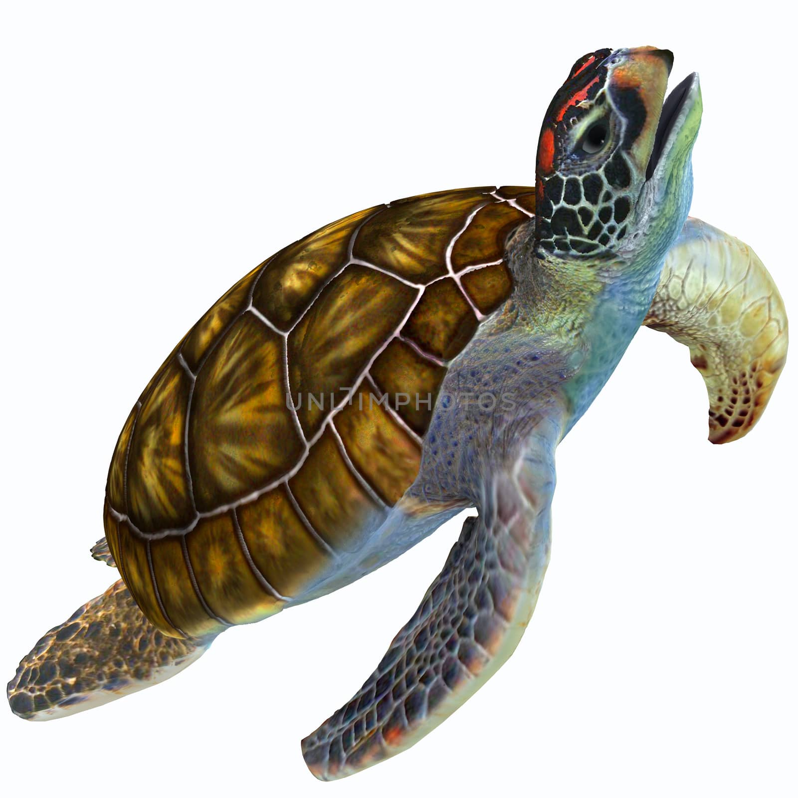 The Green Sea Turtle is herbivorous and lives in warm subtropical and tropical ocean waters throughout the world.