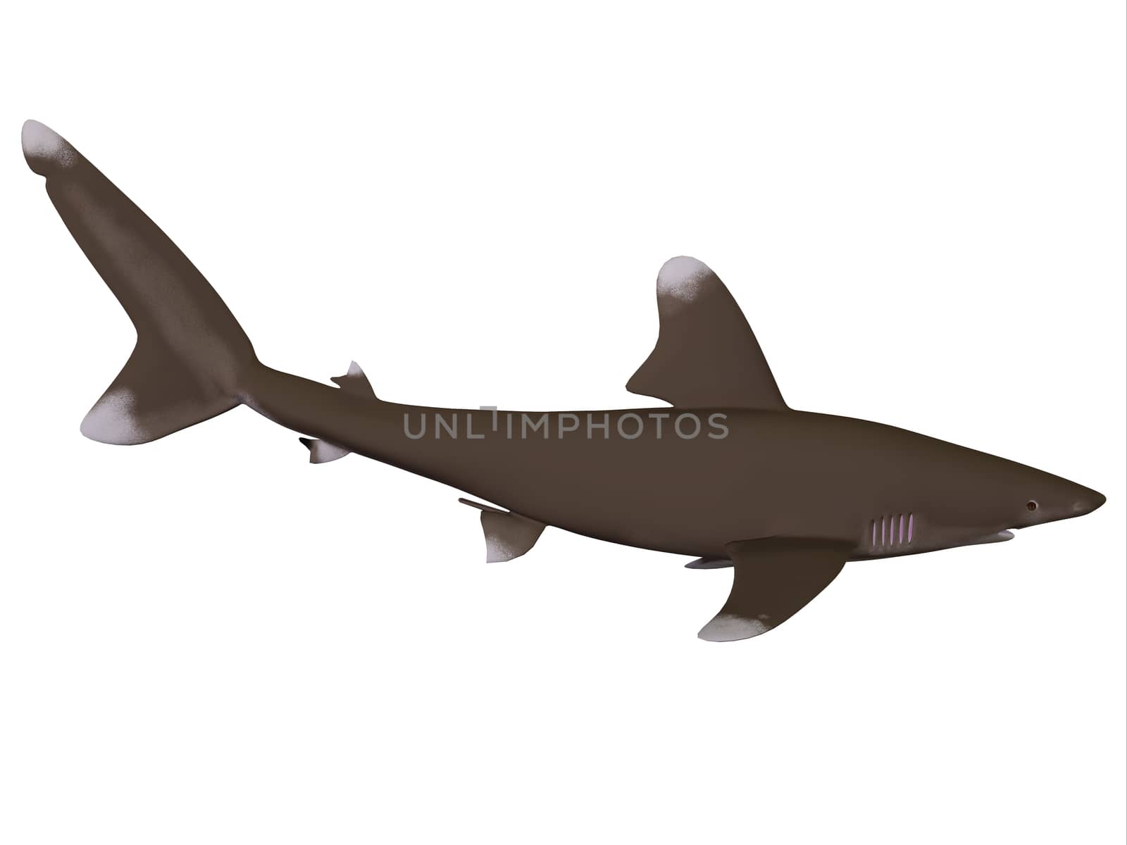 The Oceanic whitetip shark is a large predatory fish with rounded fins that inhabits tropical and warm temperate seas.