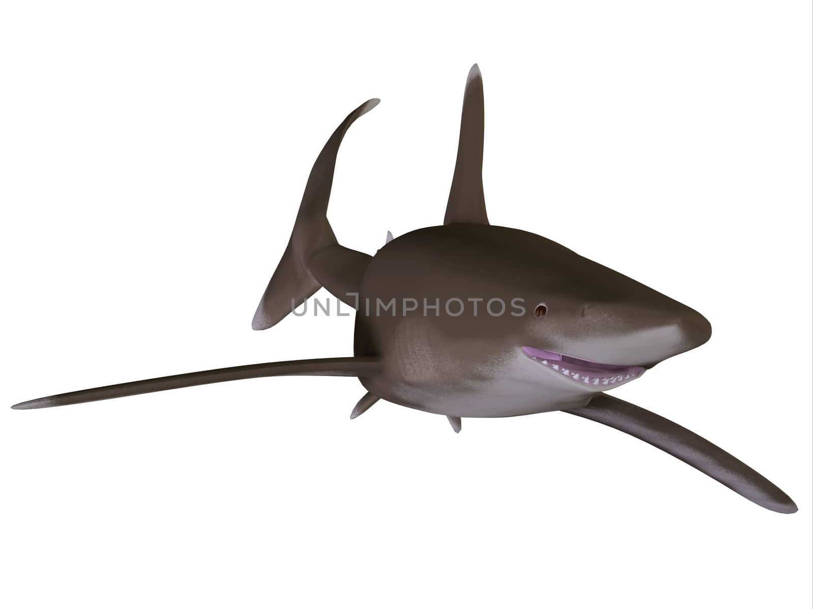 Oceanic Whitetip Shark by Catmando