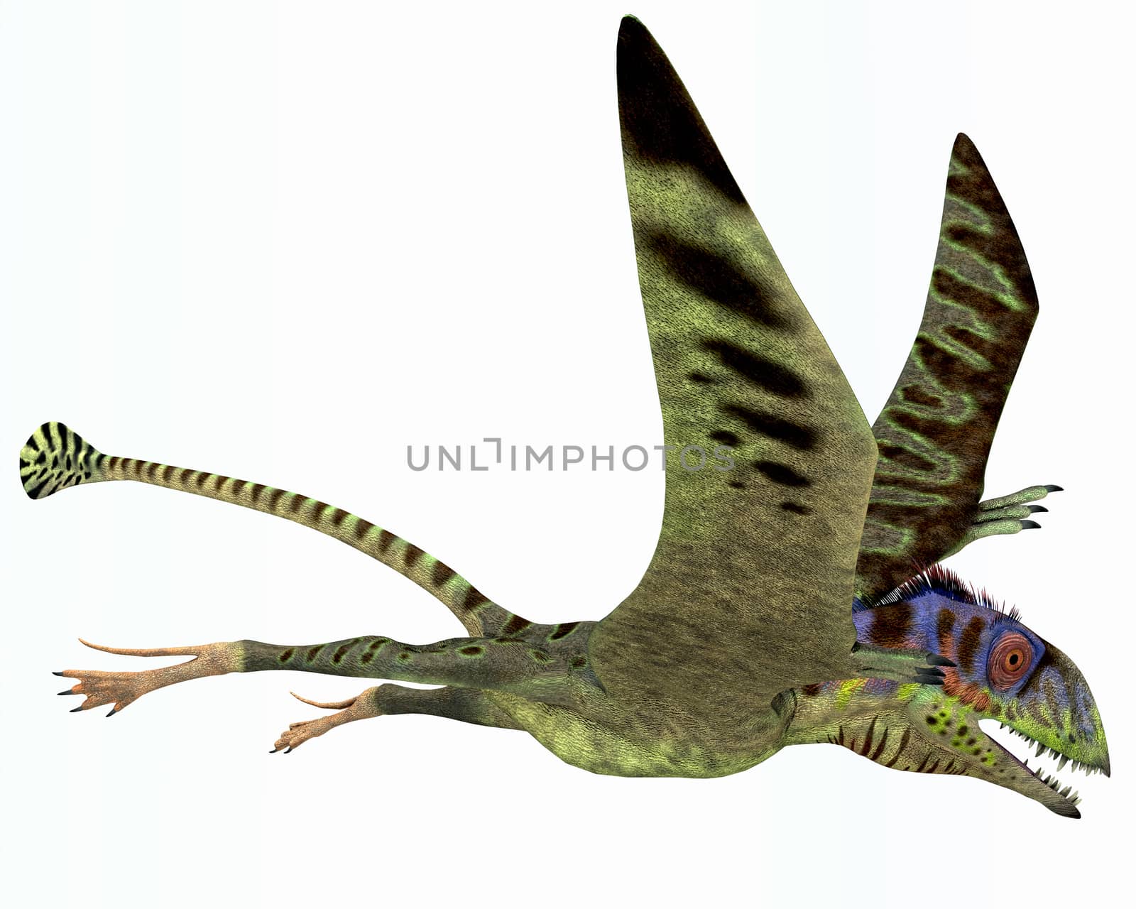 Peteinosaurus was a small carnivorous pterosaur from the Triassic Period and was found near Cene, Italy. 