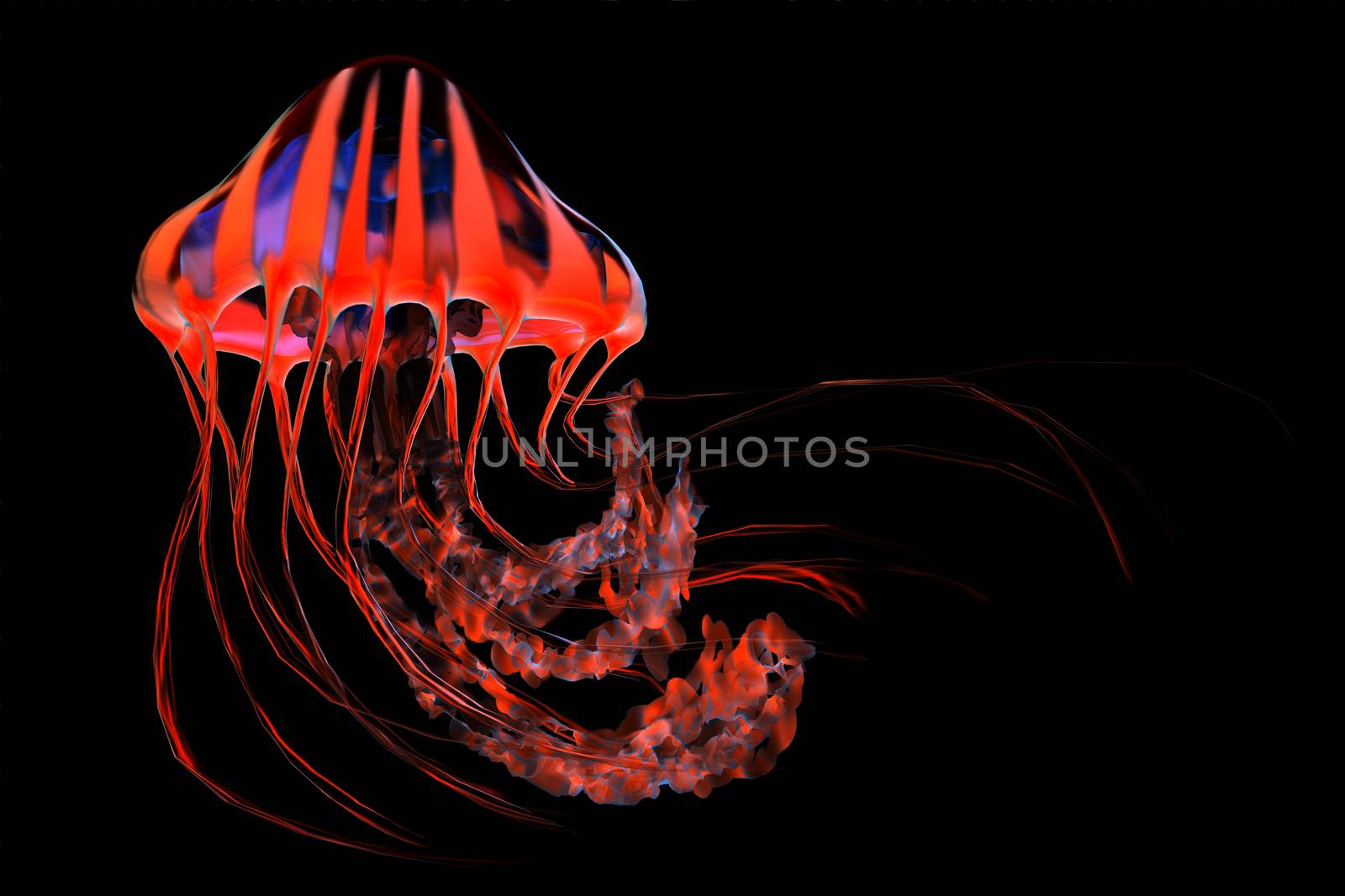 Red Blue Striped Jellyfish by Catmando