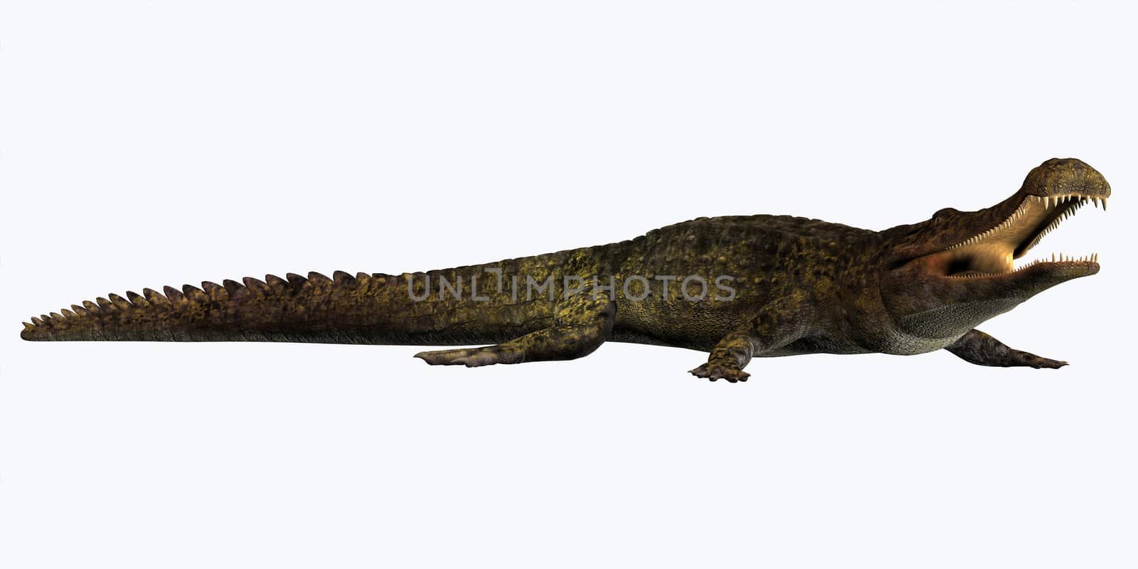 Sarcosuchus is an extinct genus of carnivorous crocodile that lived in the Cretaceous Period of Africa.