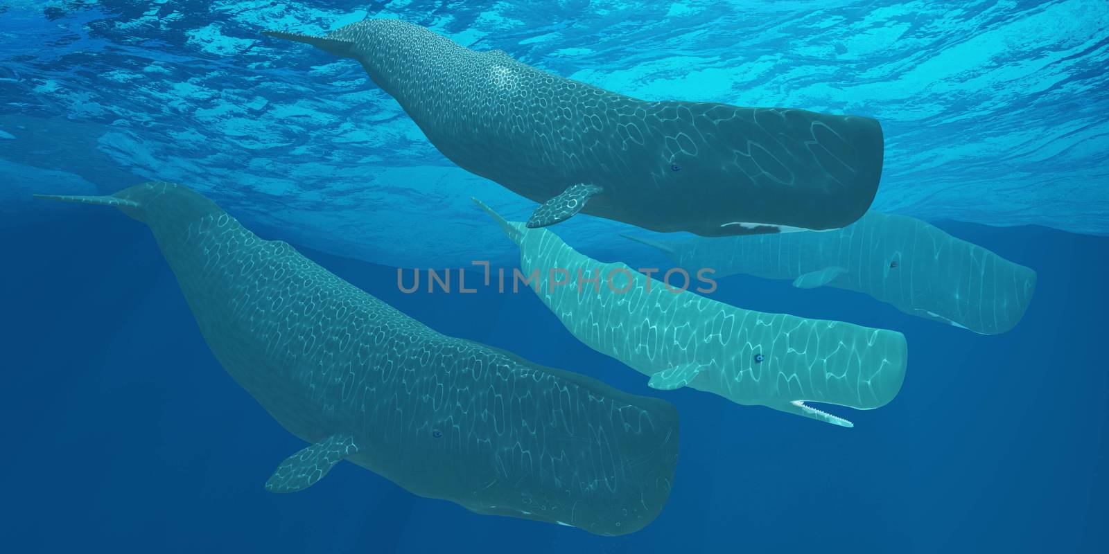 Sperm Whales by Catmando