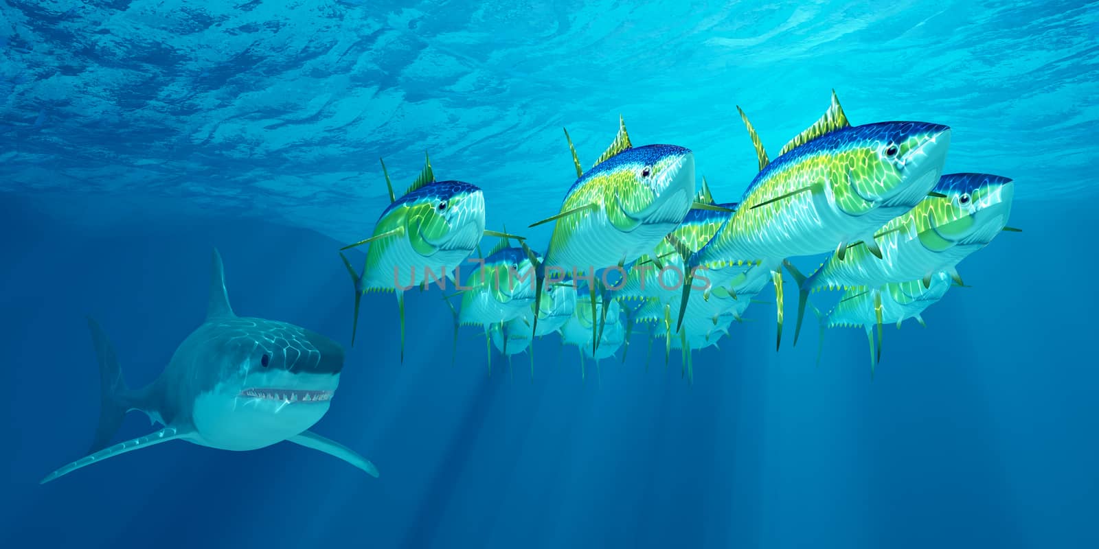 Yellowfin Tuna School by Catmando