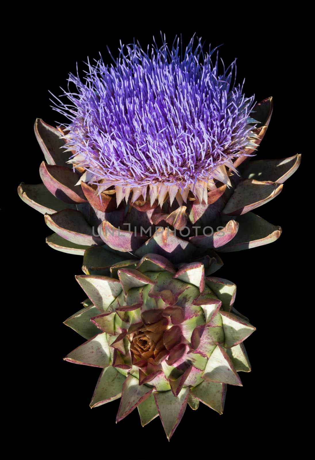 Artichoke flower, cynara cardunculus, purple blossom in September.