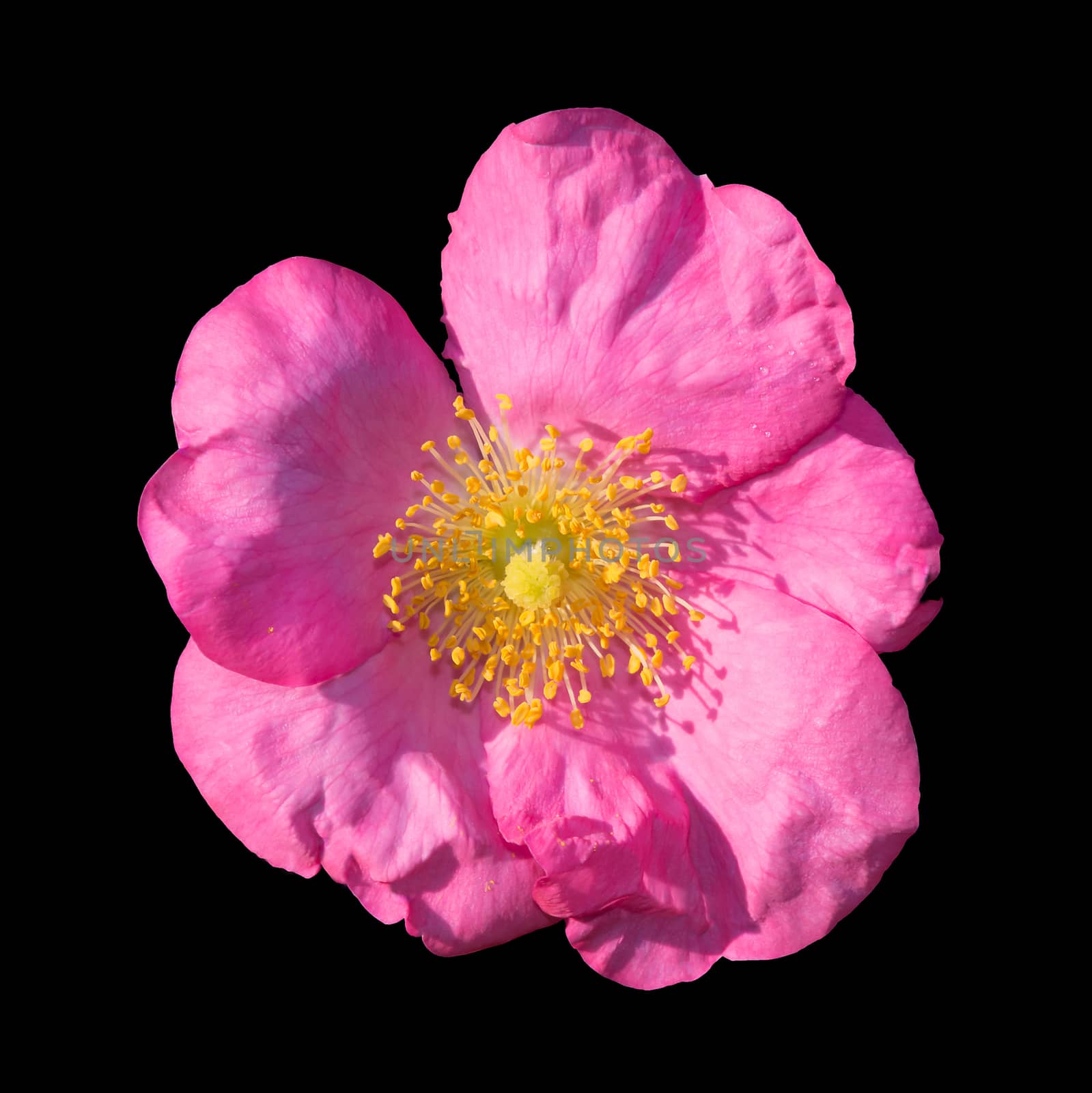 Wild rose. Pink Rosa rugosa or Dog rose closeup  in September garden.