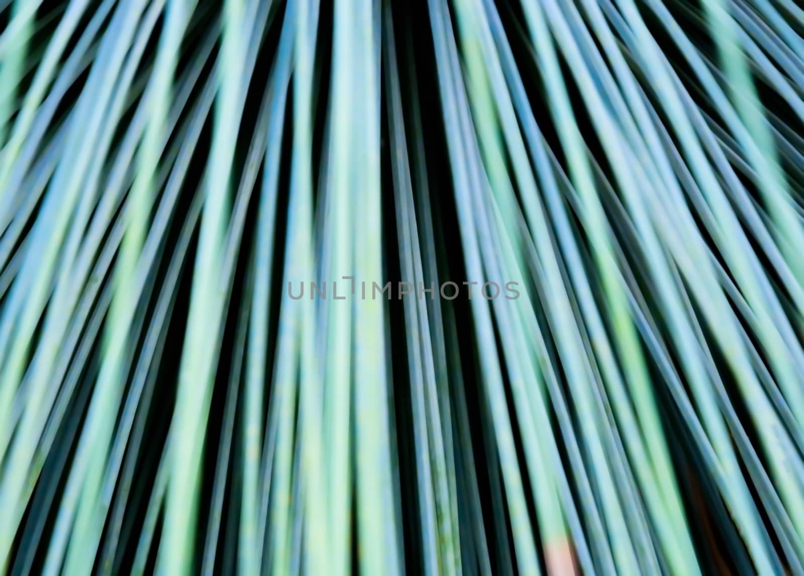 Toothless Sotol, Beargrass, dasylirion quadrangulatum, closeup abstract.